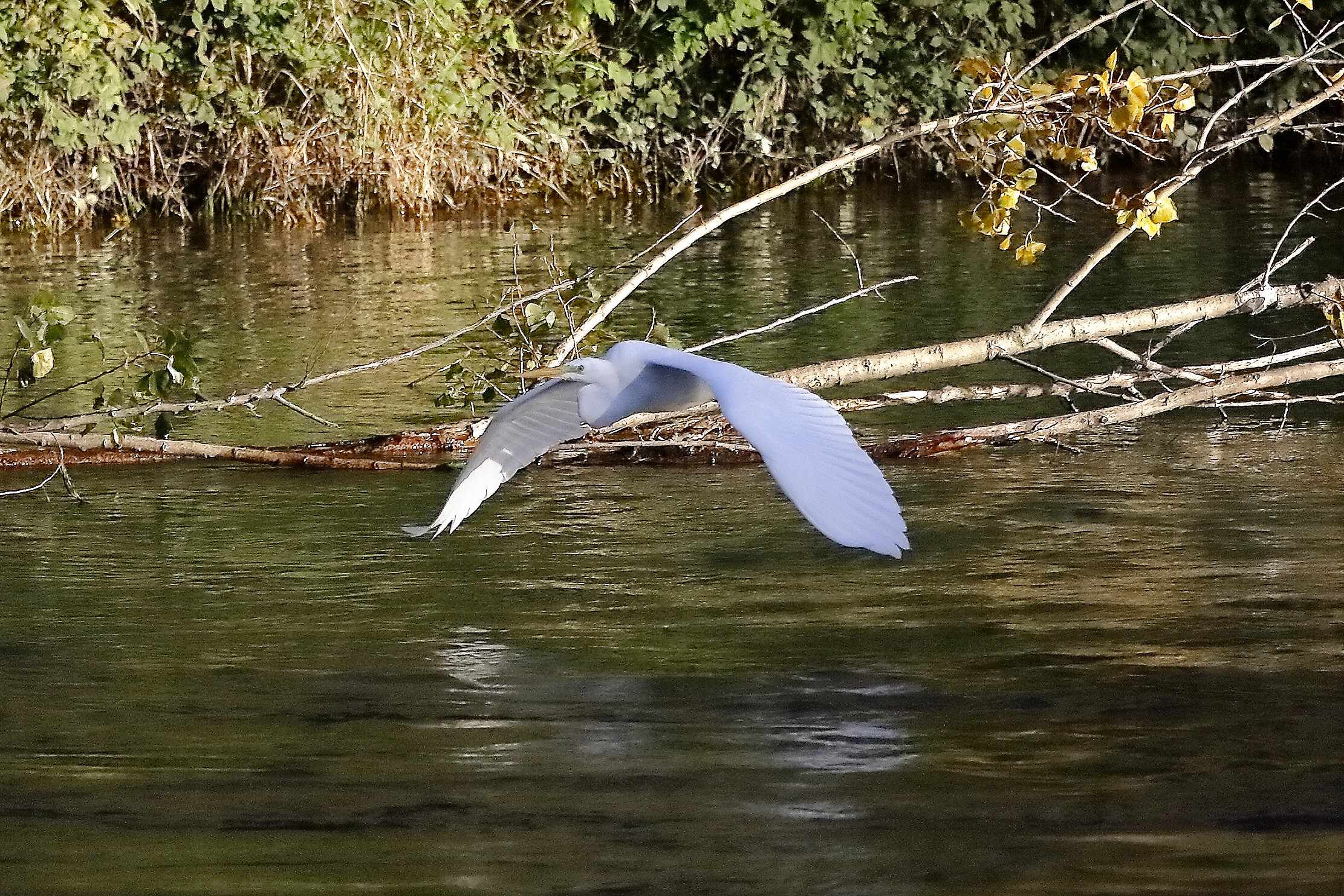 airone BM 18 novembre 2022