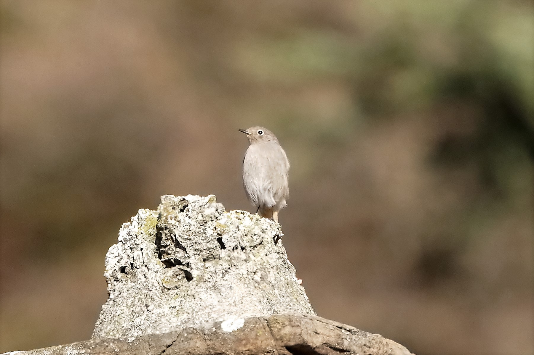 codirosso 25 novembre 2022