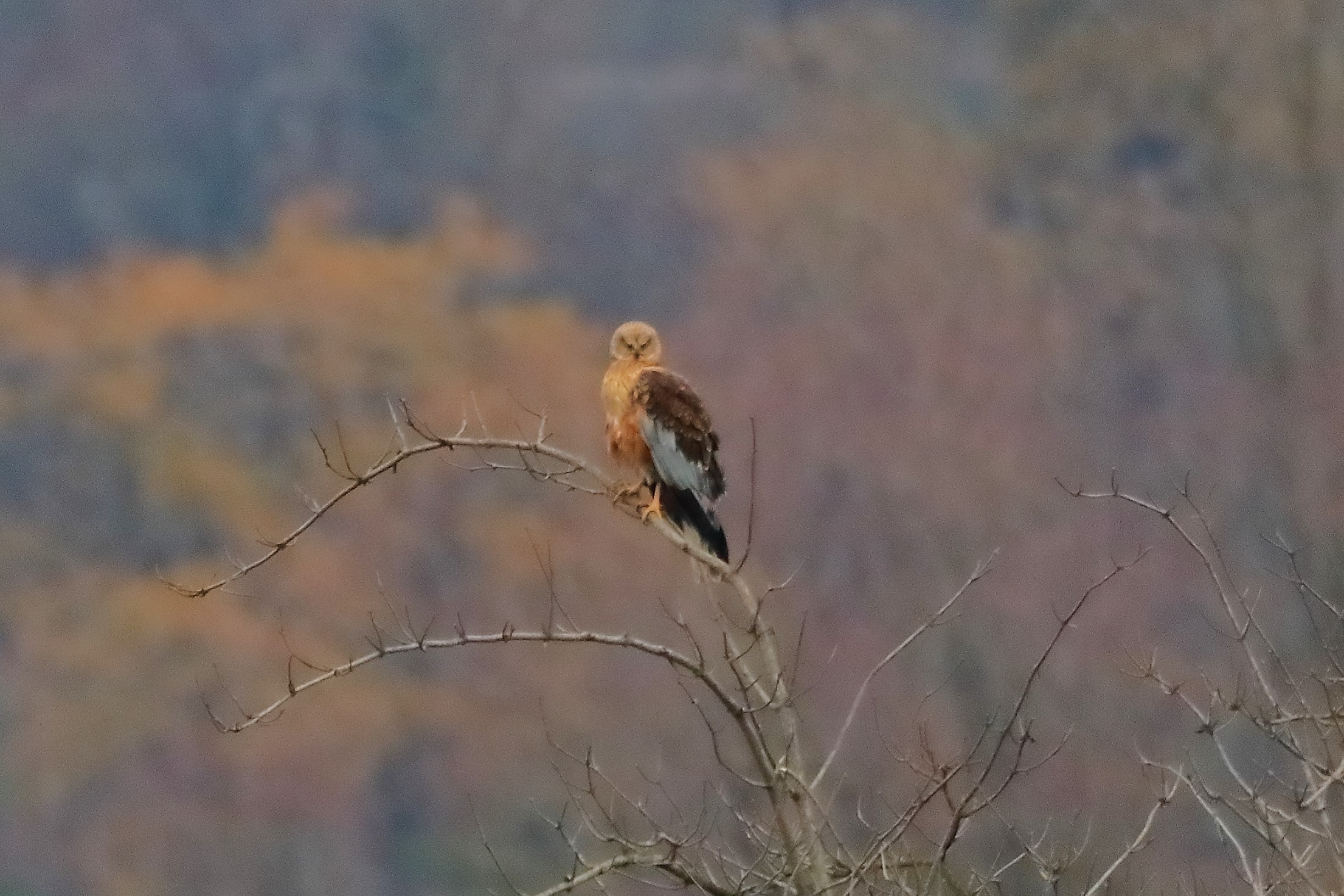Falco di palude 14-12-2022