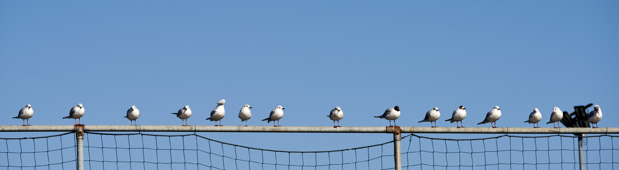 Fila di gabbiani urbani