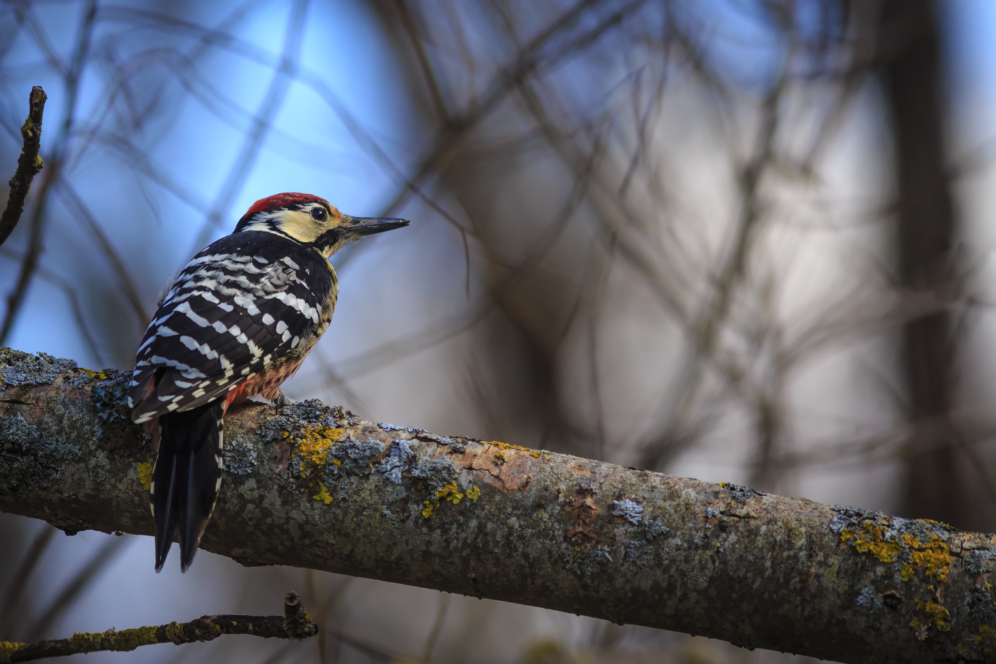 picchio dorsobianco 1