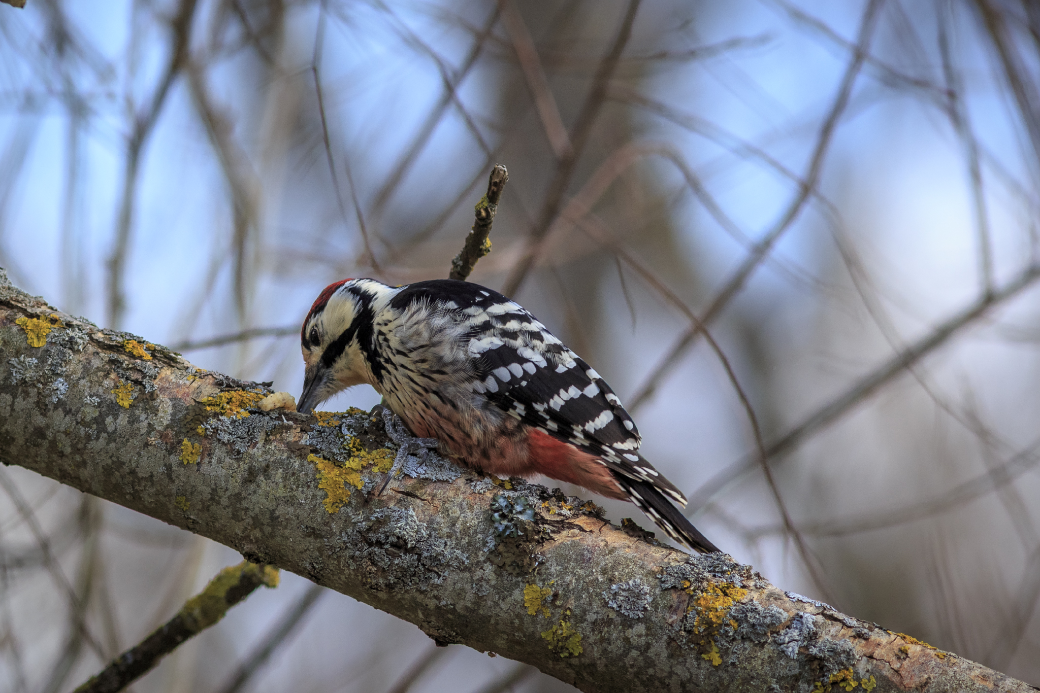 White-backed Woodpecker 2