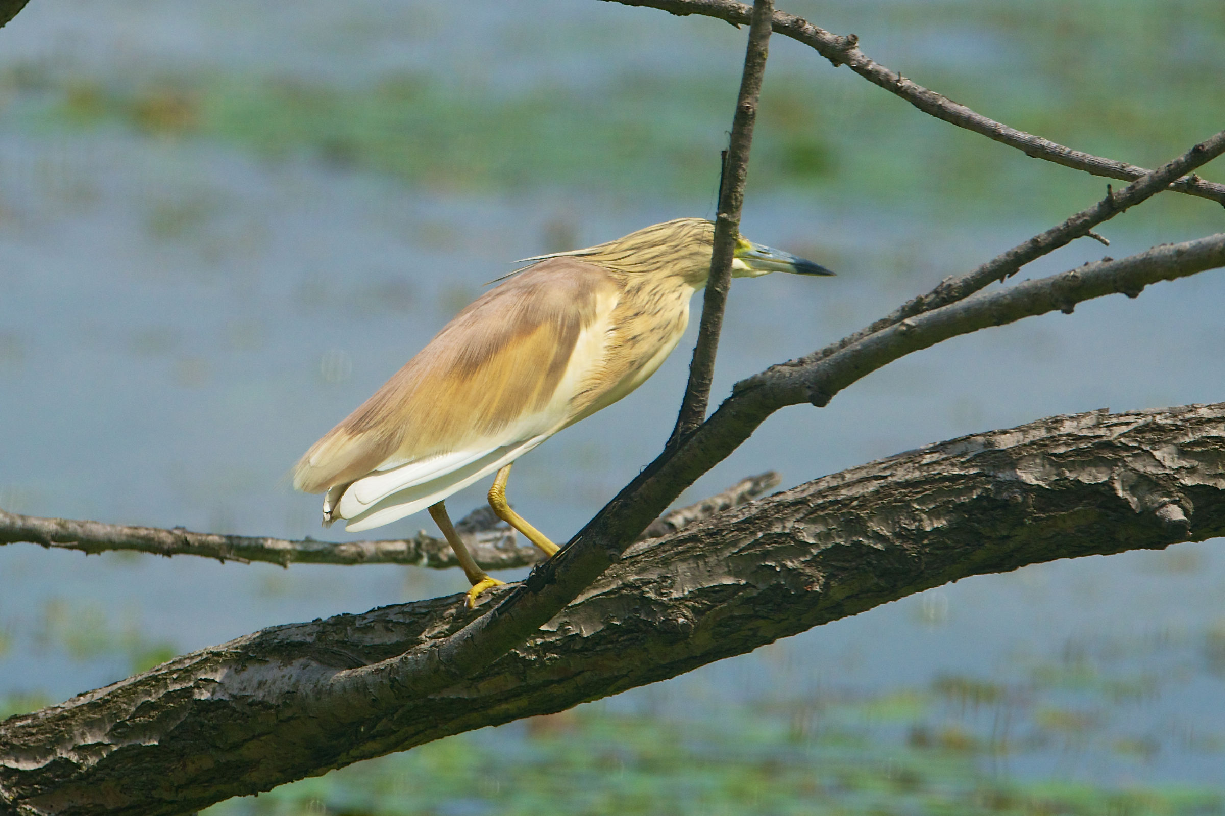 20130503 Sgarza-Ciuffetto