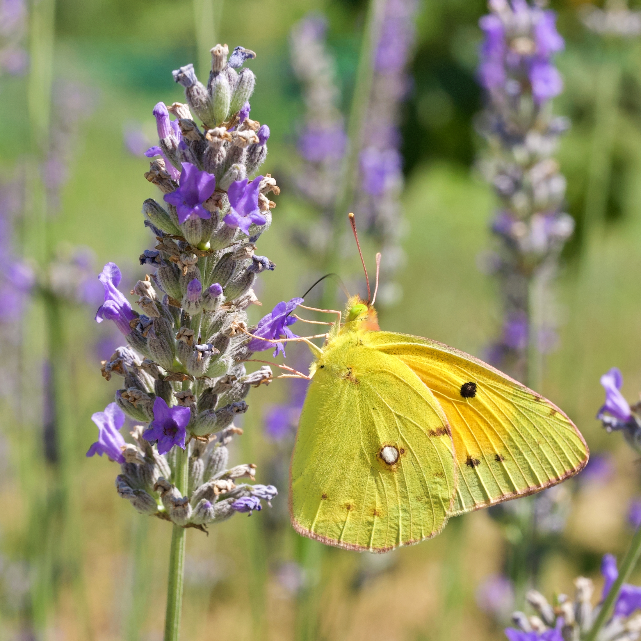 Colias e lavanda