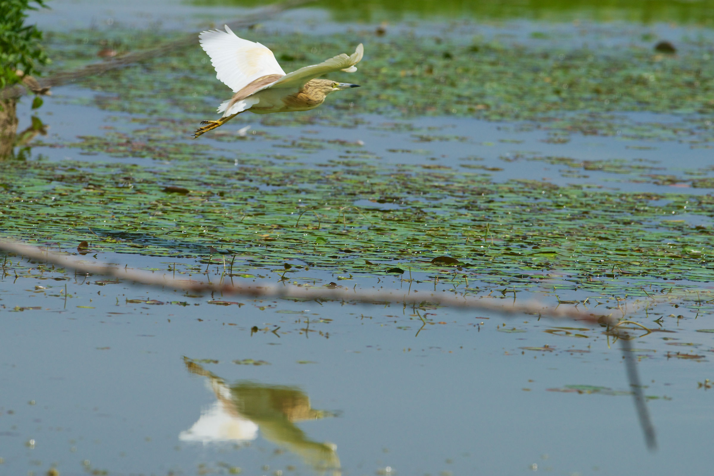 20130503 Sgarza-Ciuffetto