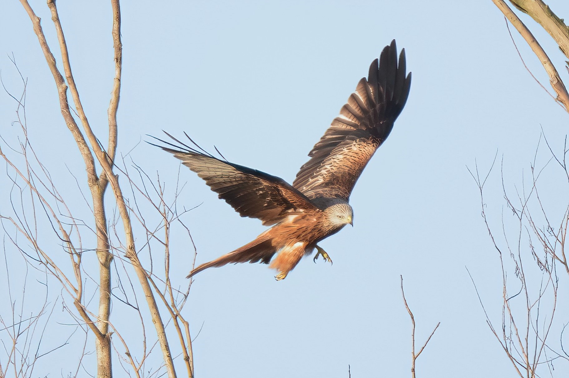 KITE