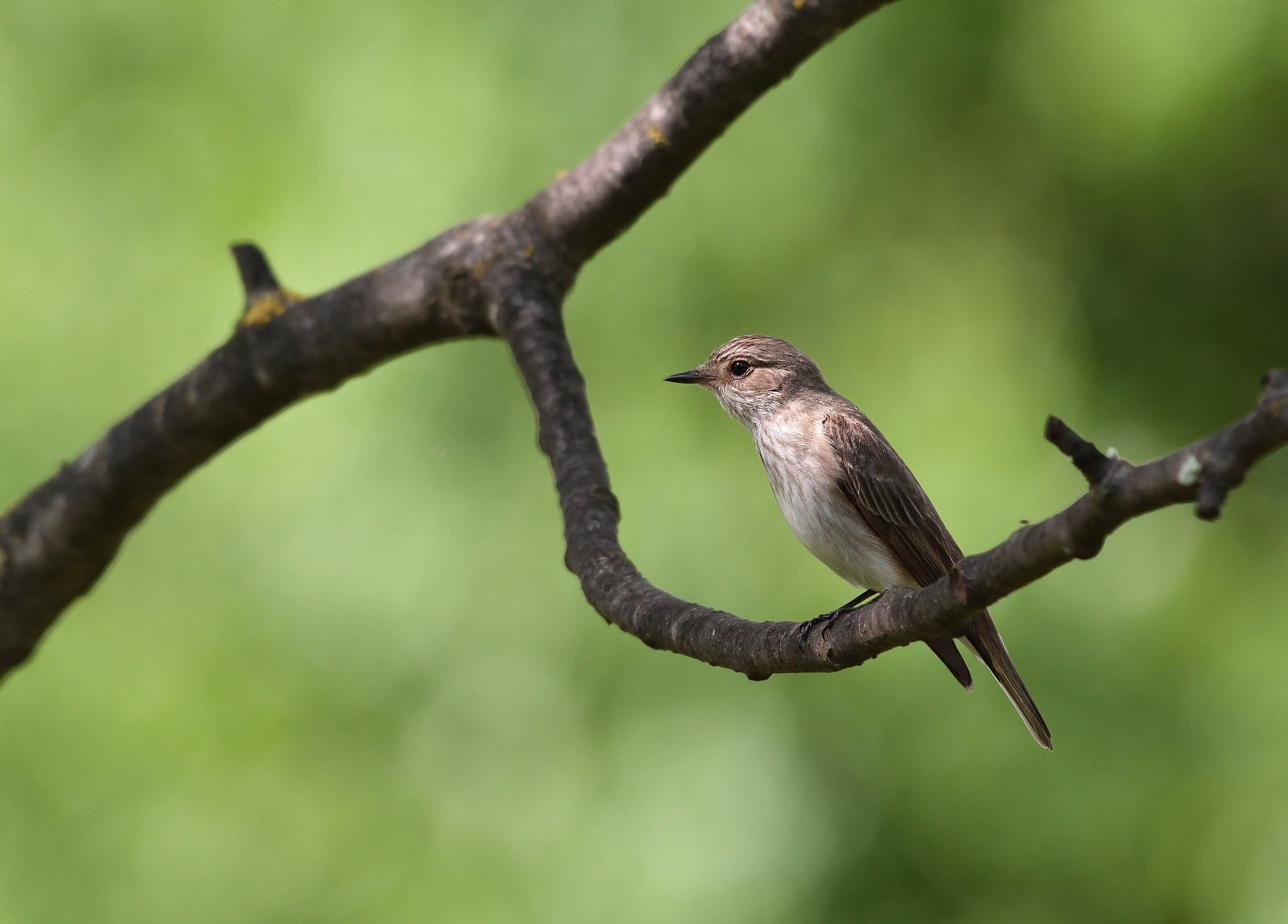 Flycatcher