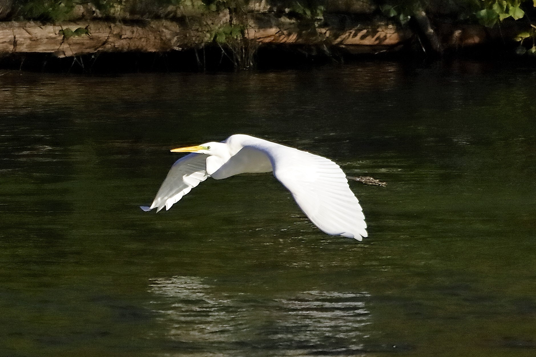 airone BM 18 novembre 2022