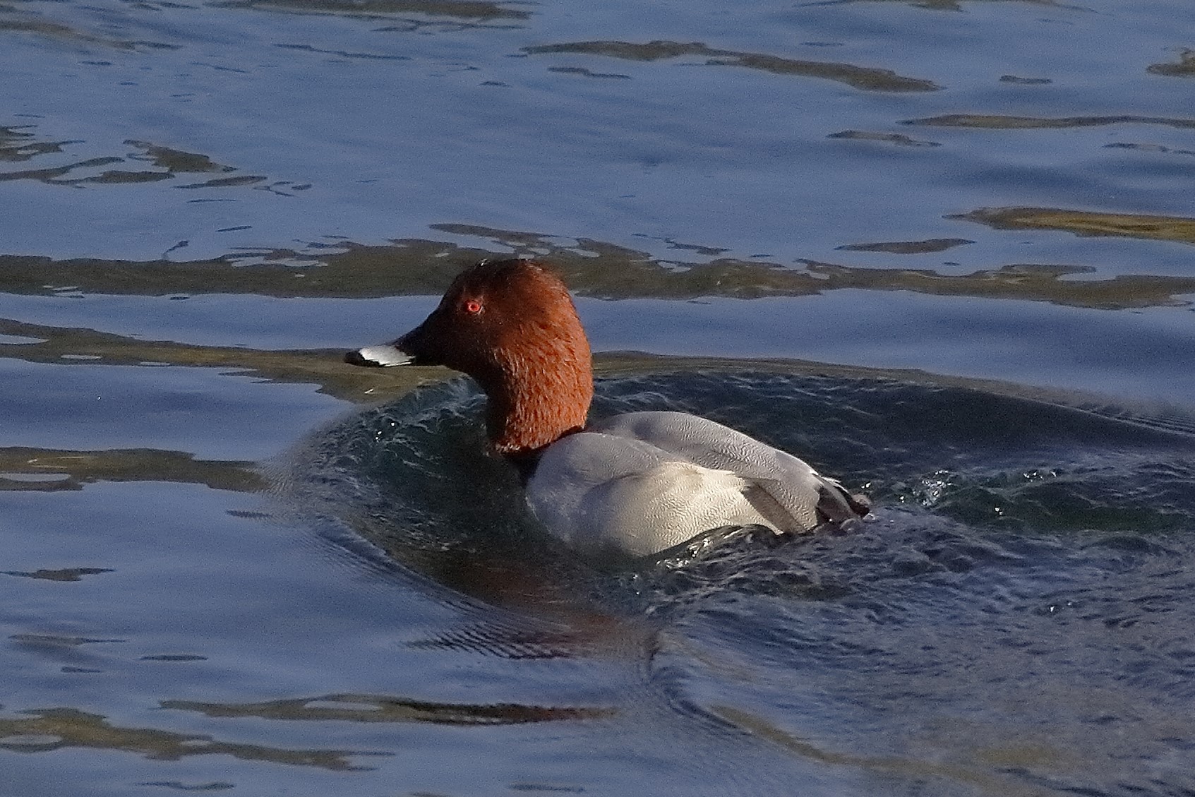 Moriglione 20 novembre 2022