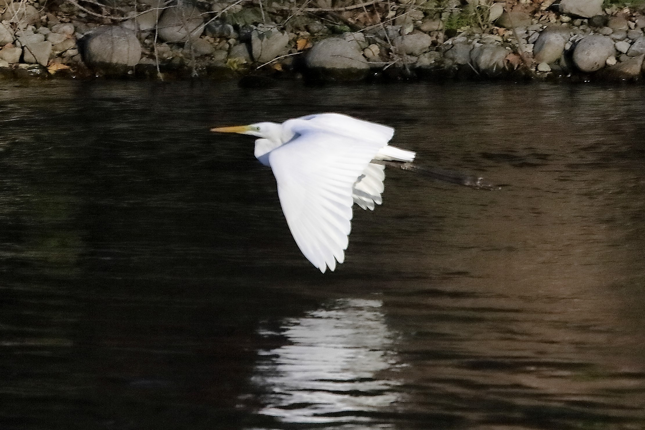 airone BM 18 novembre 2022