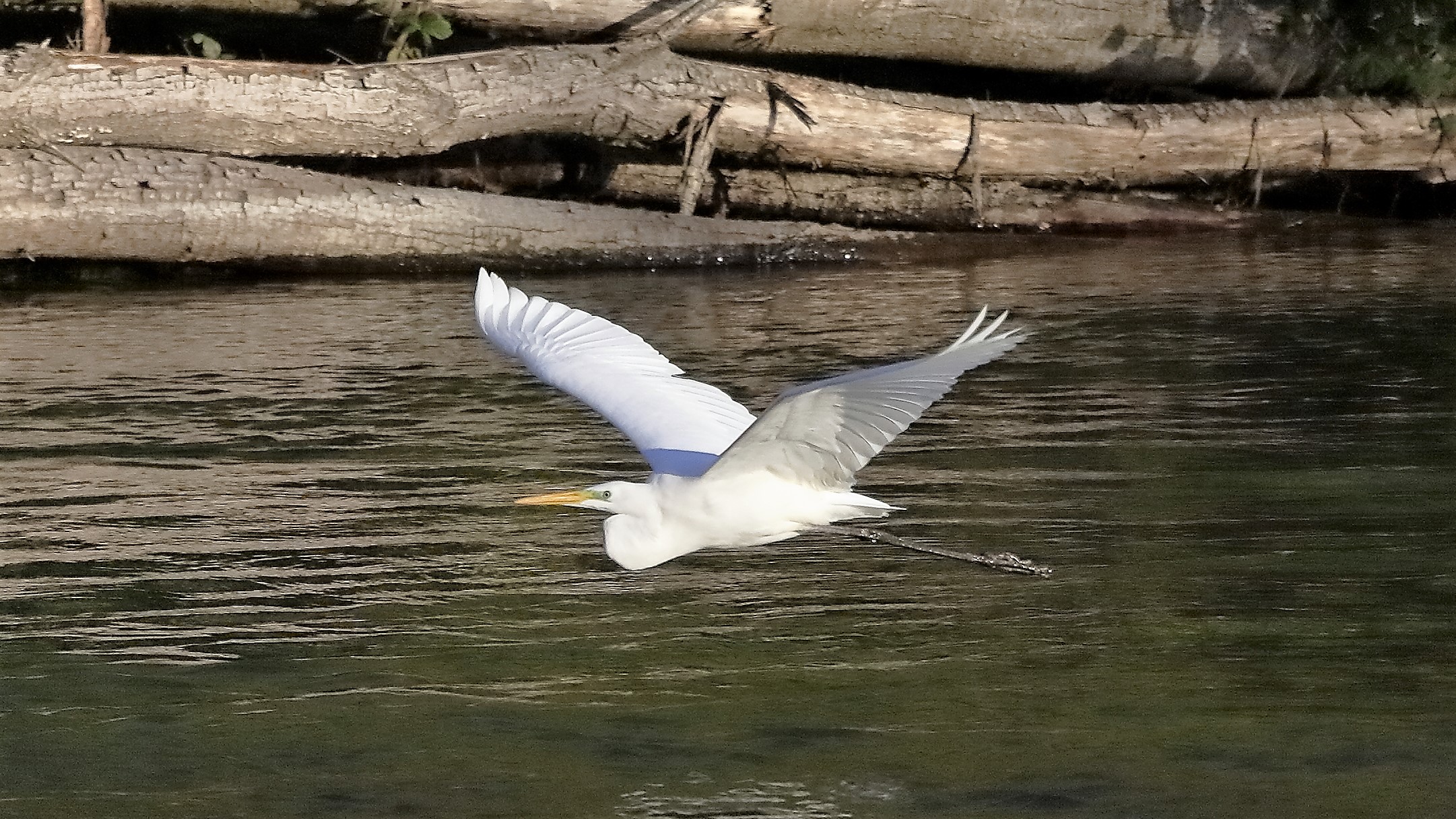 airone BM 18 novembre 2022