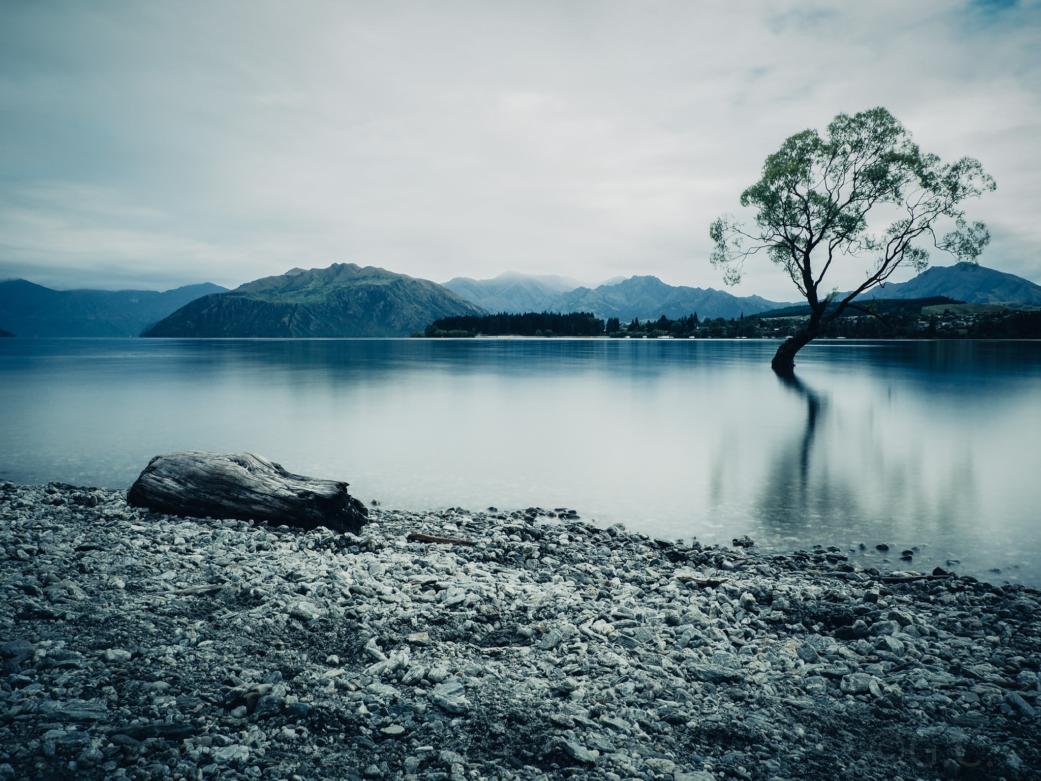Wanaka's tree