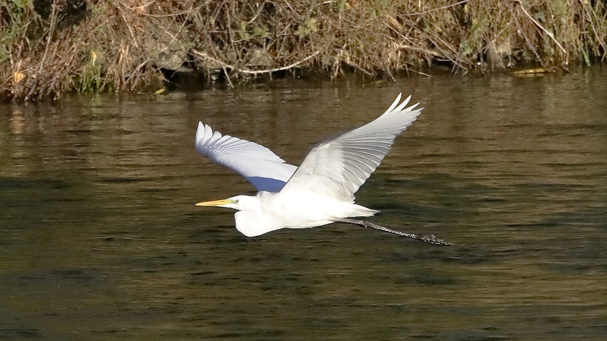 airone BM 18 novembre 2022