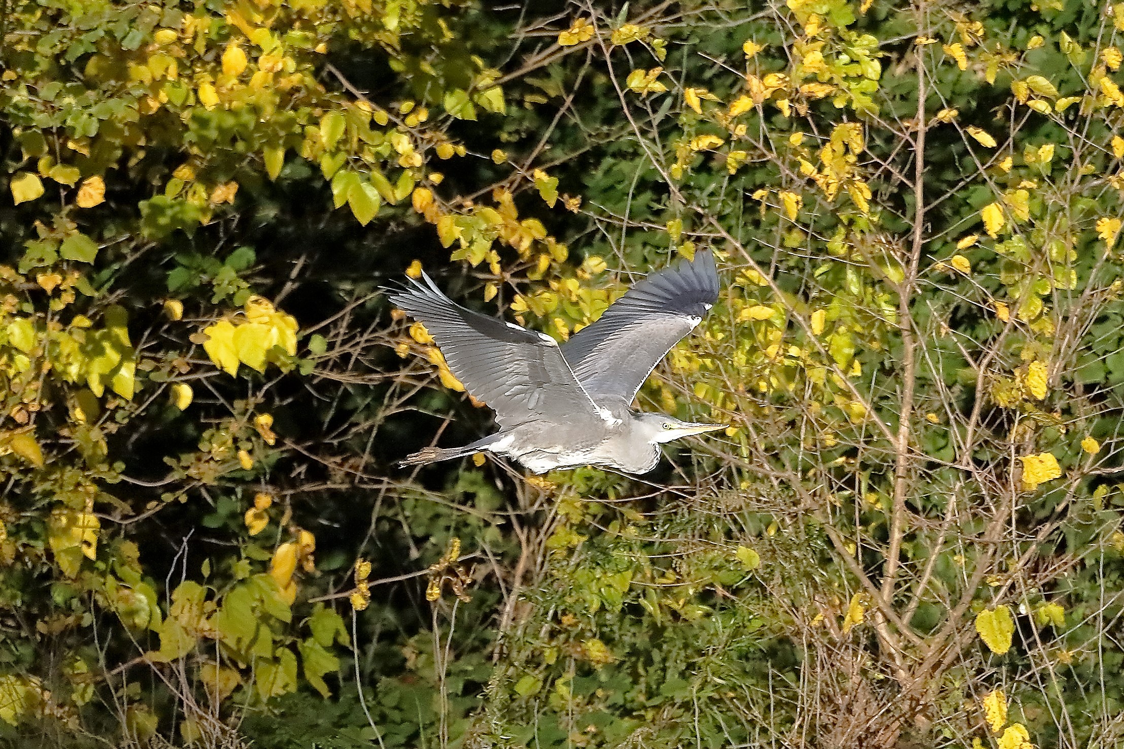 Cenerino 18 novembre 2022