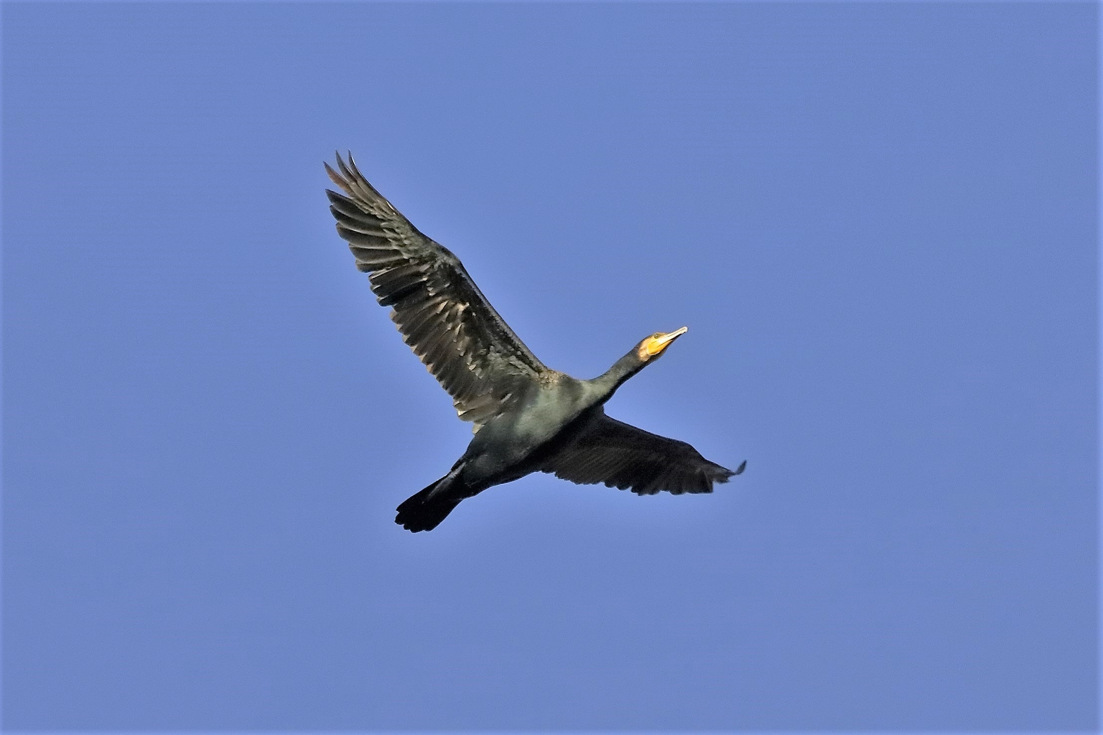 Cormorano 18 novembre 2022