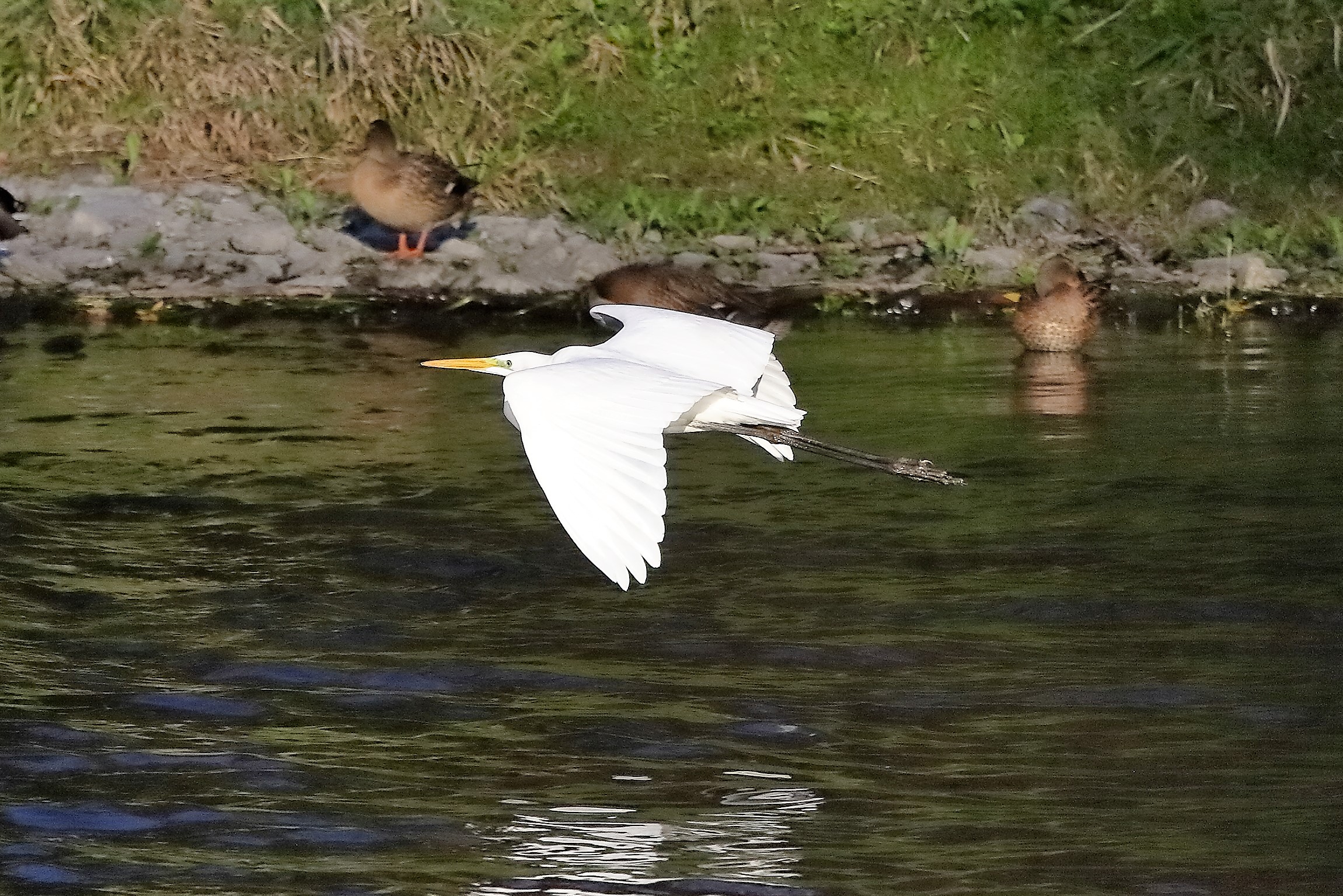 airone BM 18 novembre 2022