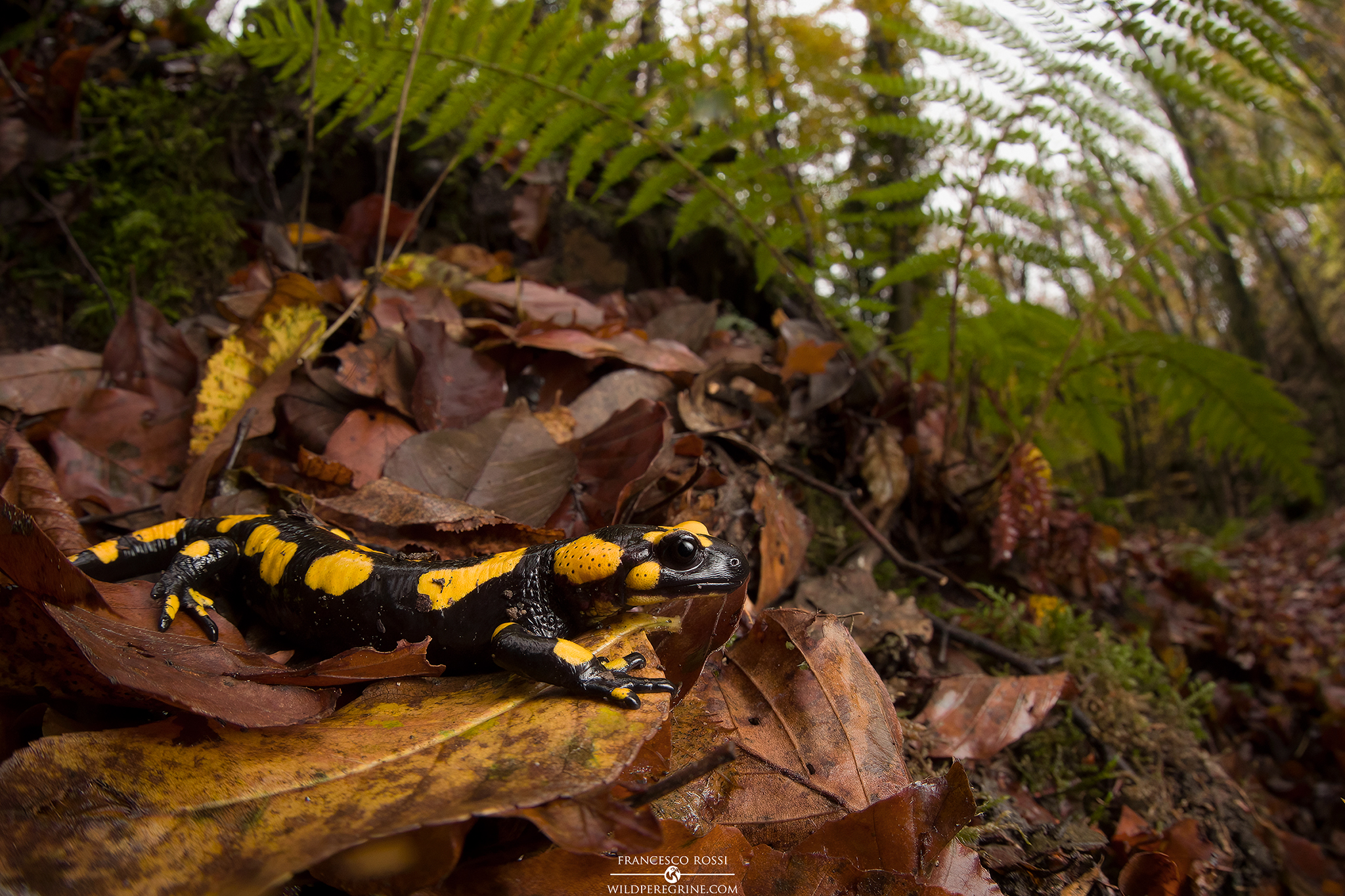 Spotted salamander (Salamandra Salamandra gigliolii)