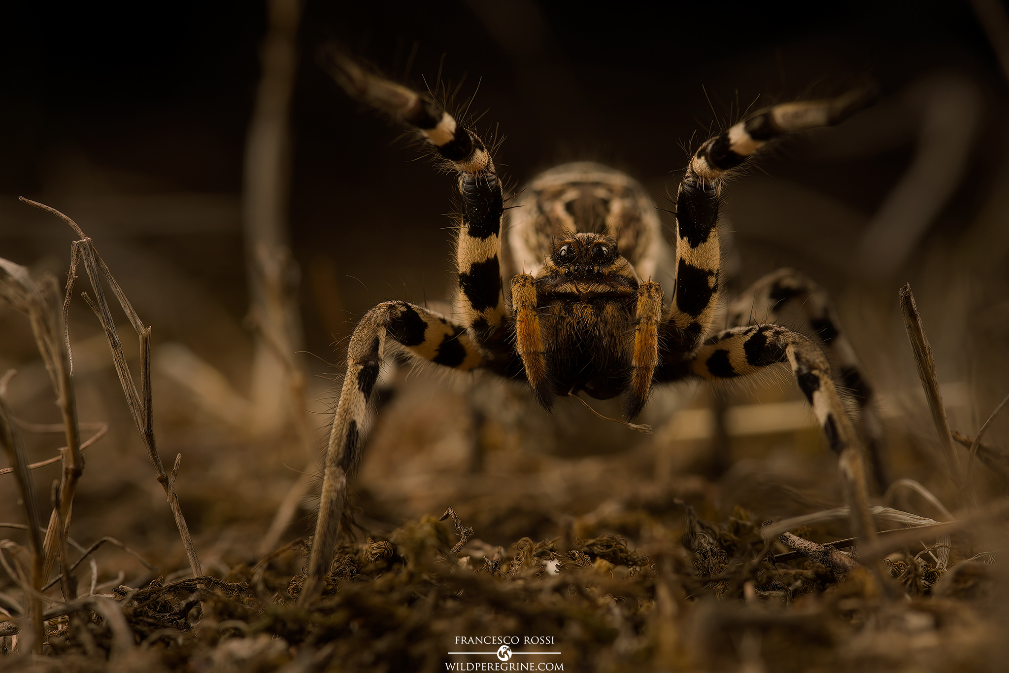 Lycosa tarantula