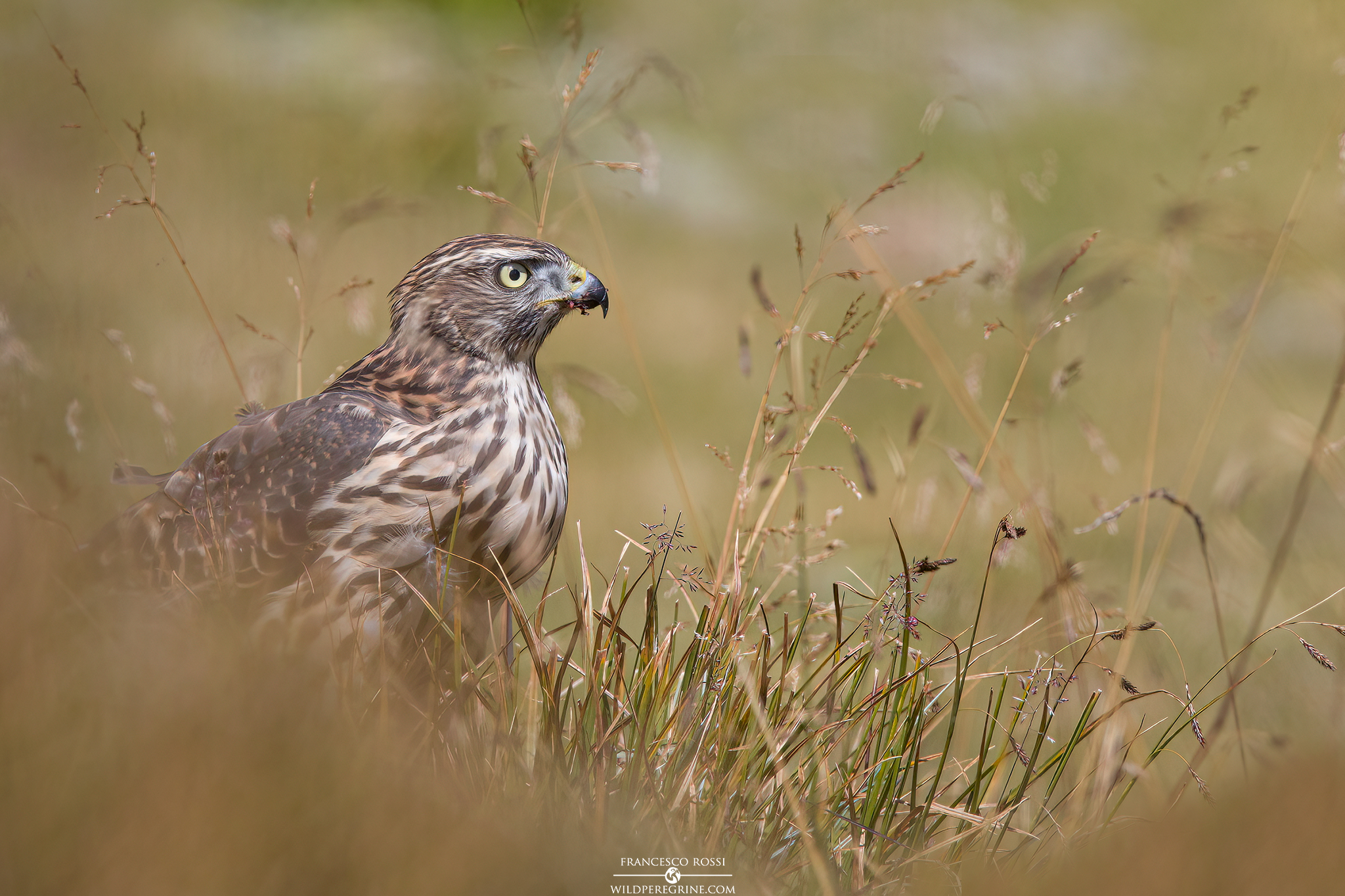 Goshawk (Accipiter gentilis)