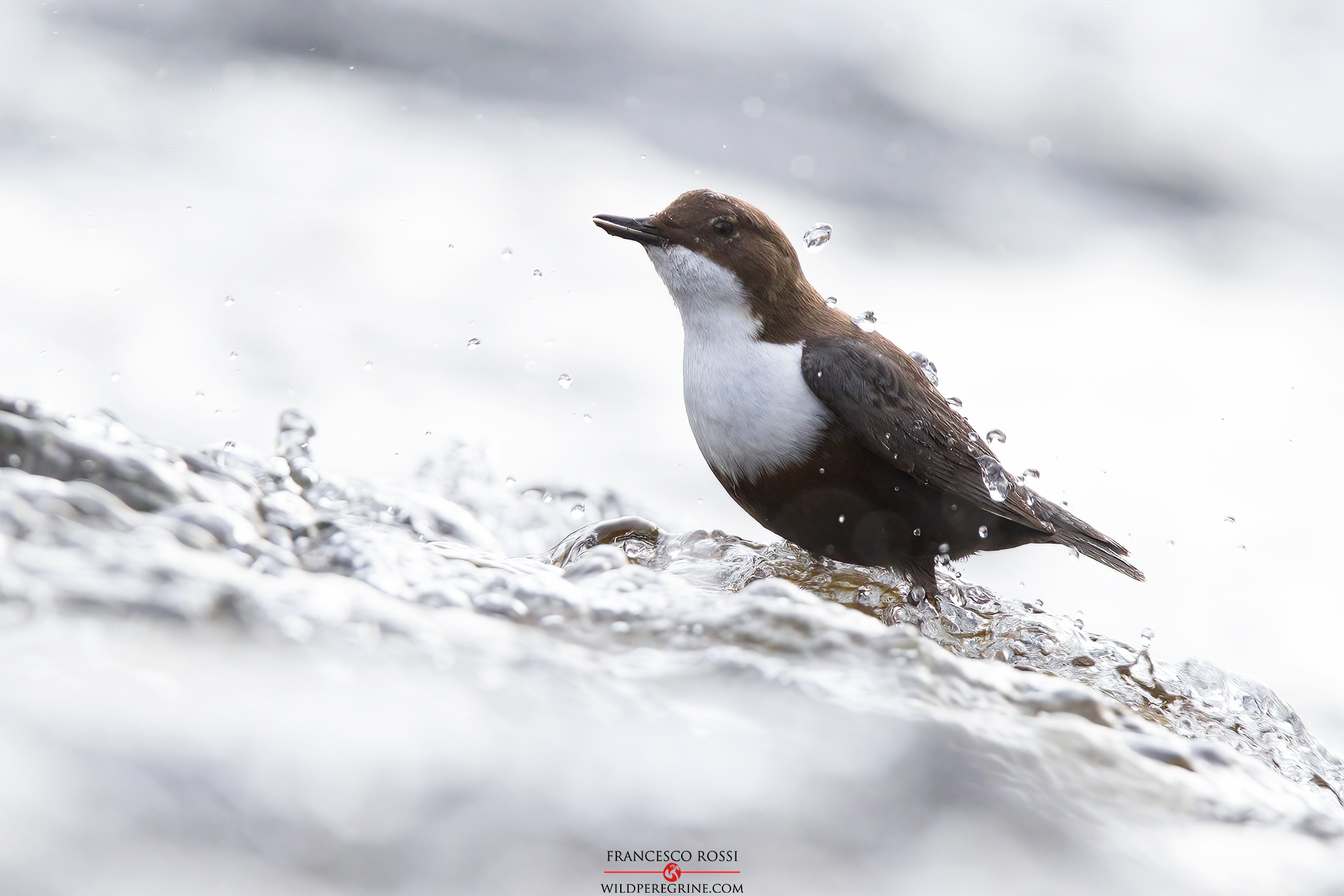 Merlo Acquaiolo (Cinclus cinclus)