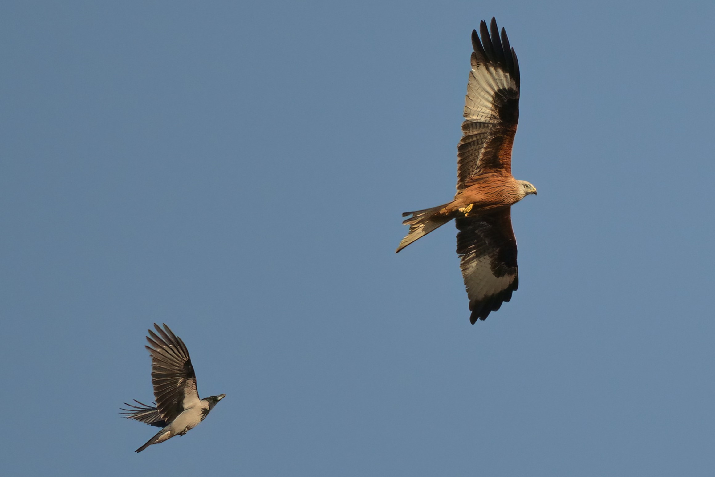 KITE