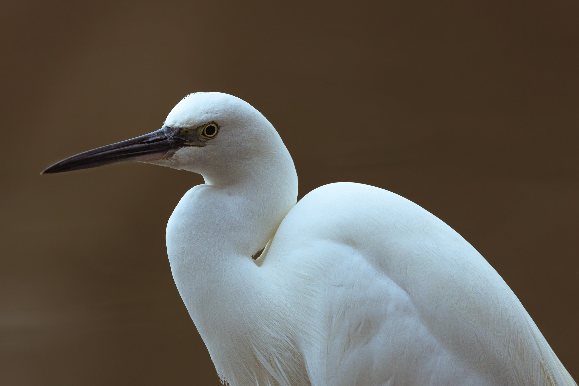 Egret
