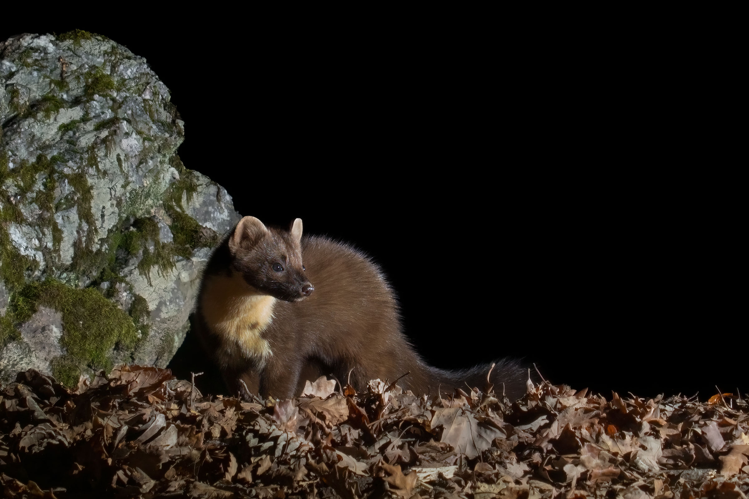 The " Fairy " in the night