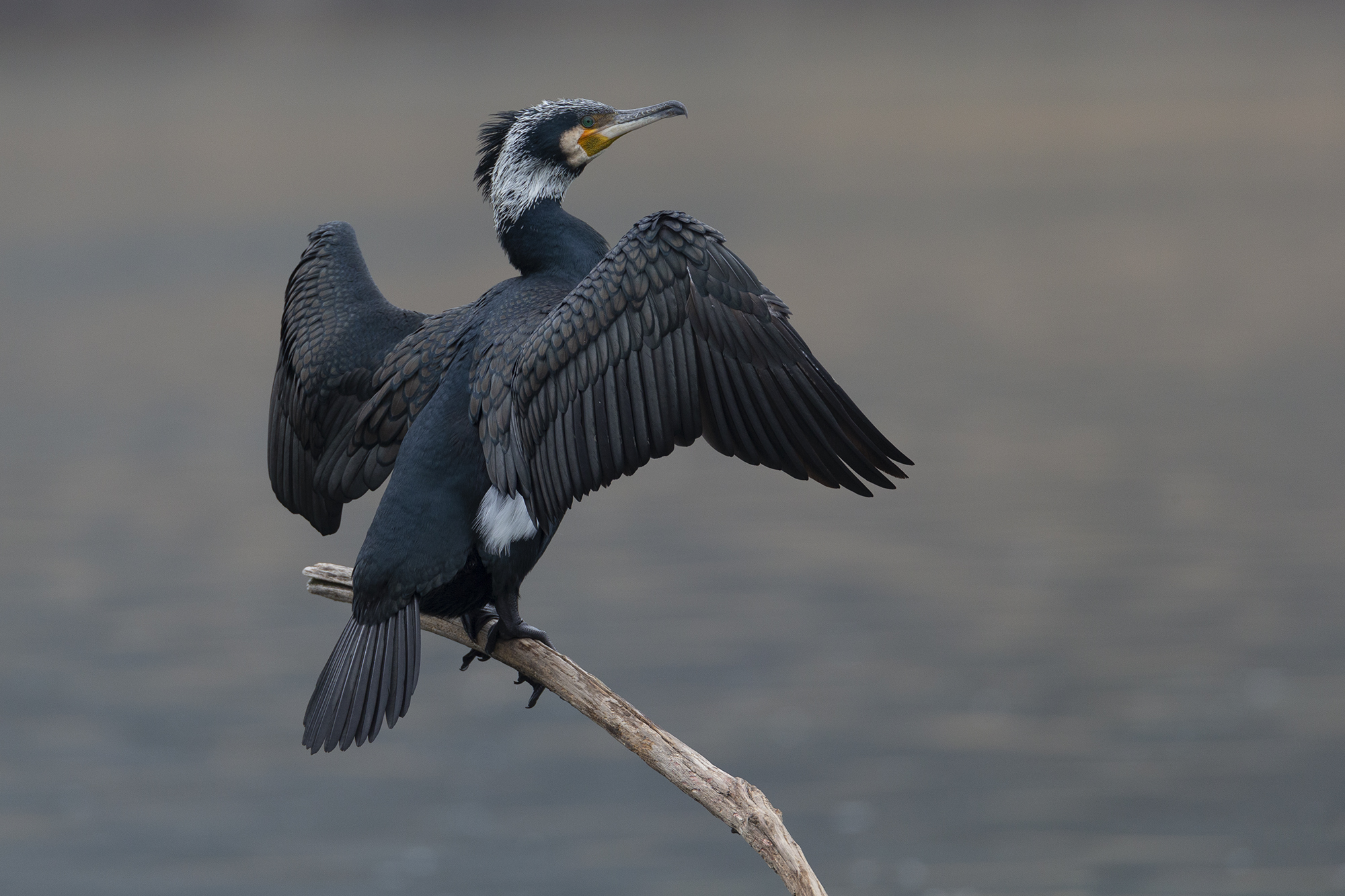 Cormorant
