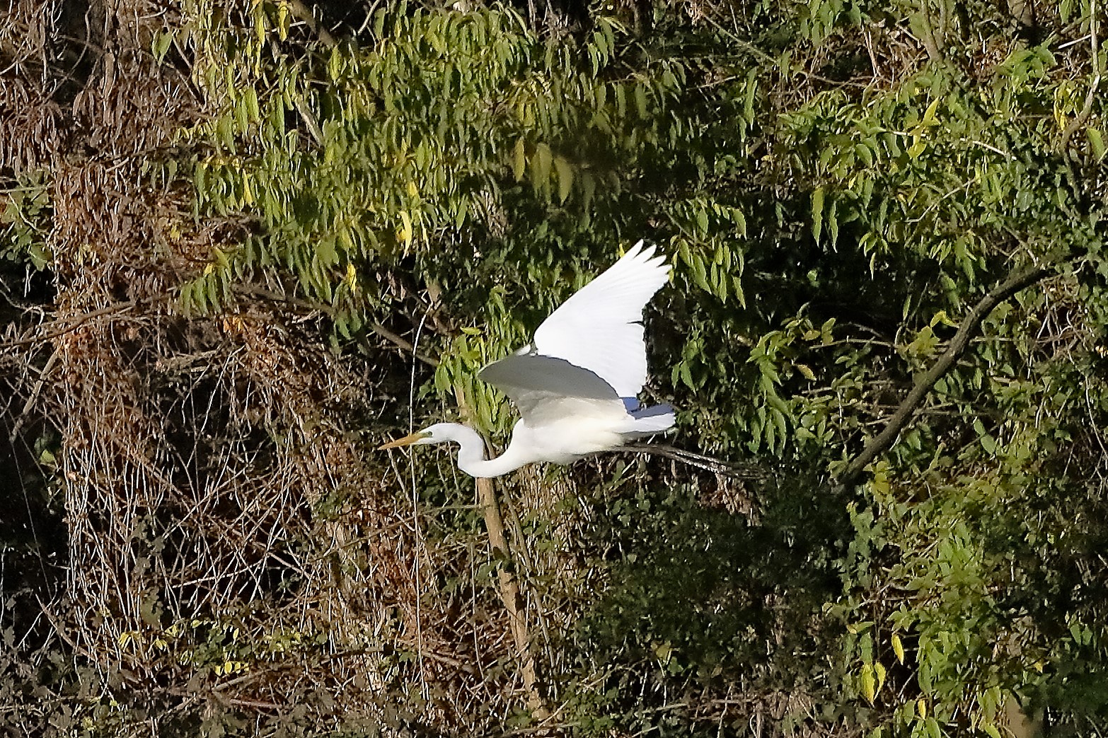 airone BM 18 novembre 2022