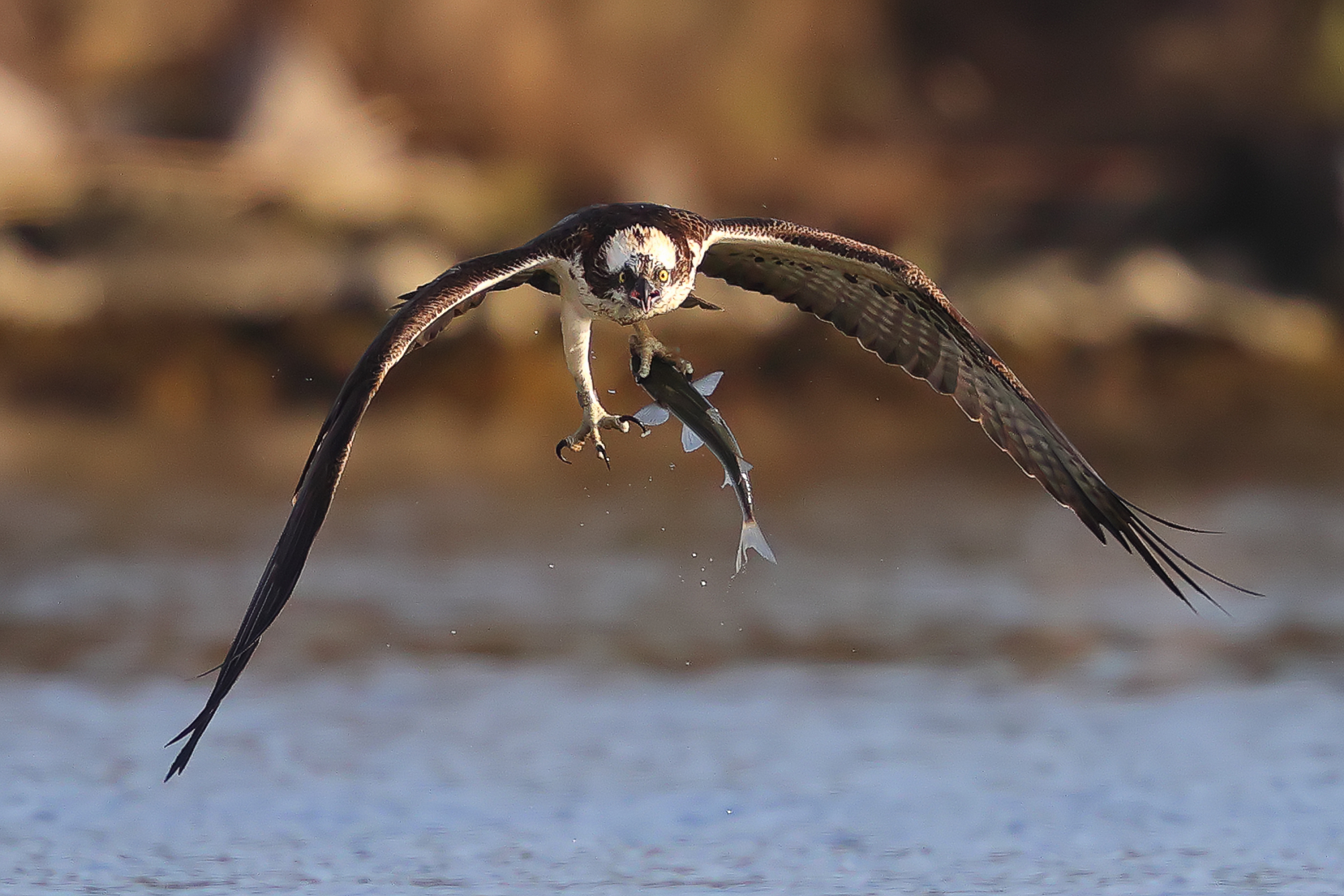 Osprey