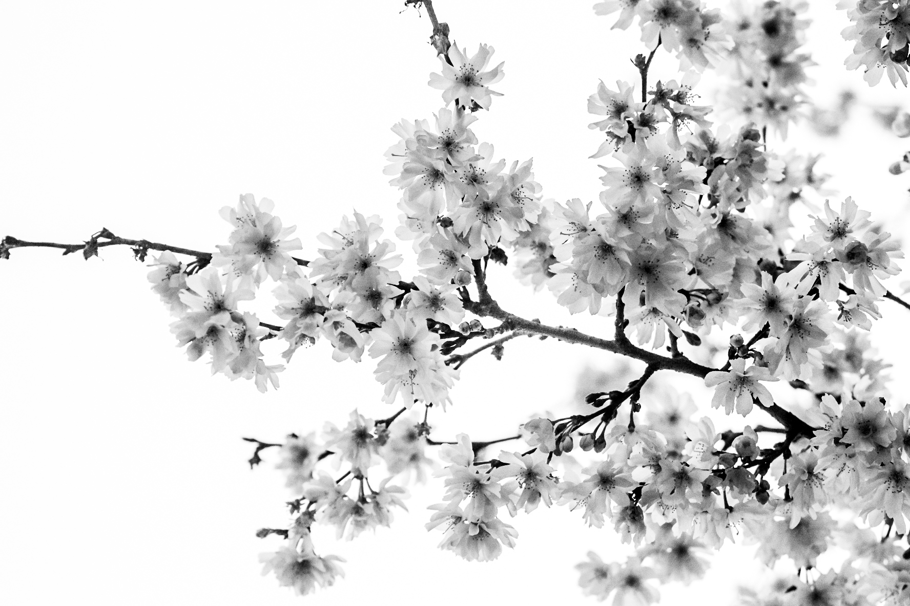Winter flower 2