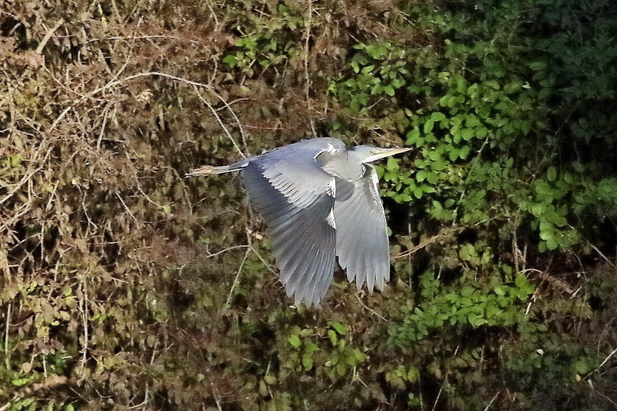 Cenerino 18 novembre 2022