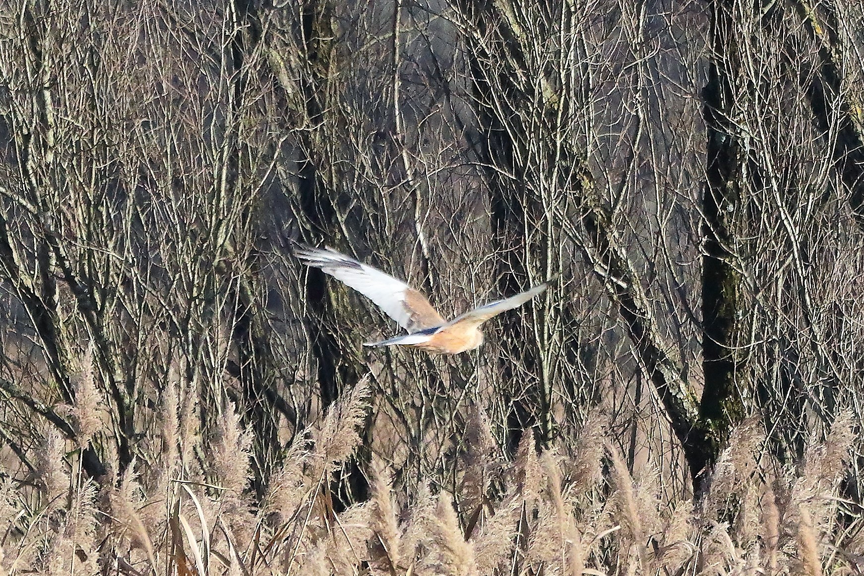 Falco di palude 12 dicembre 2022