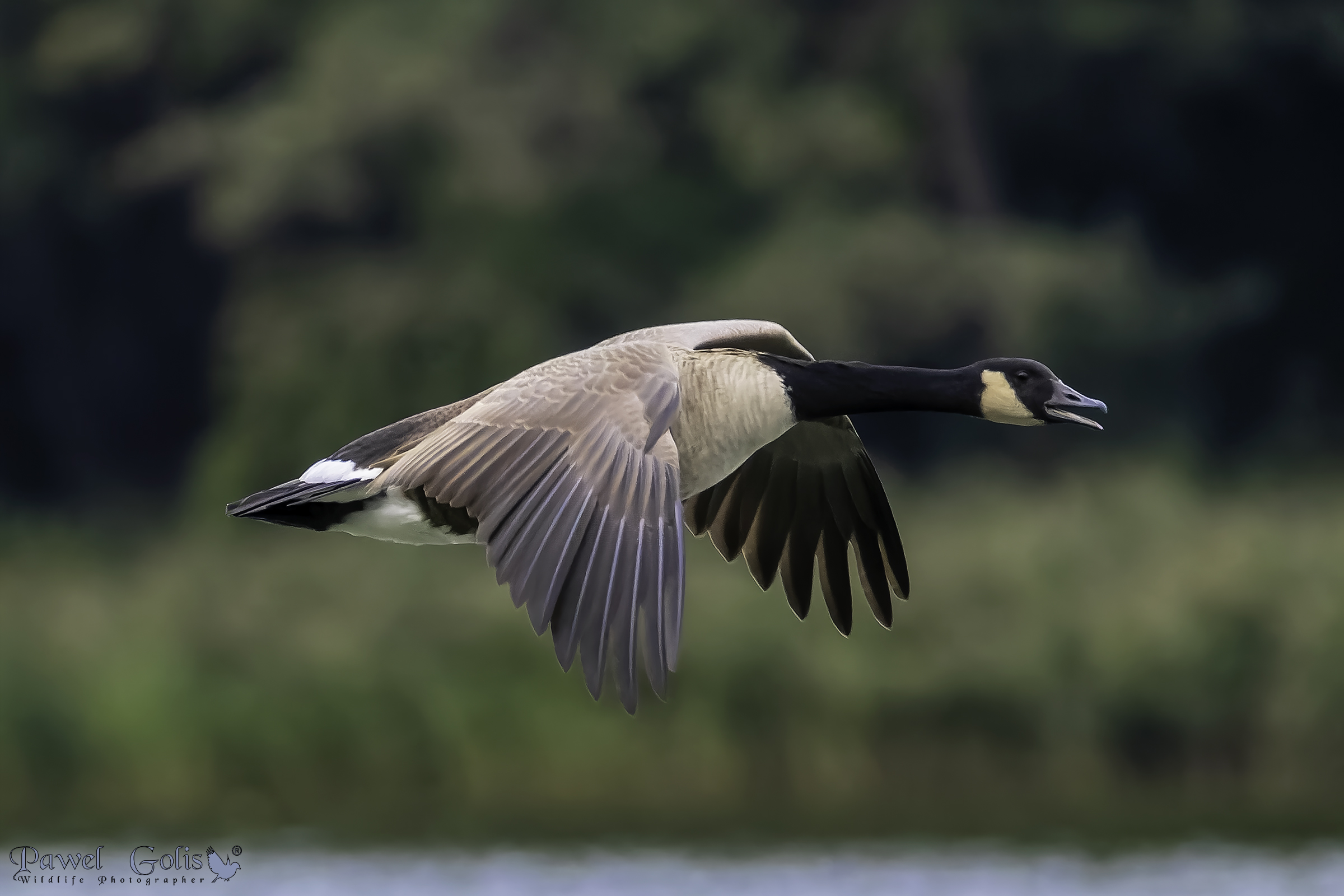 Oca canadese (Branta canadensis)