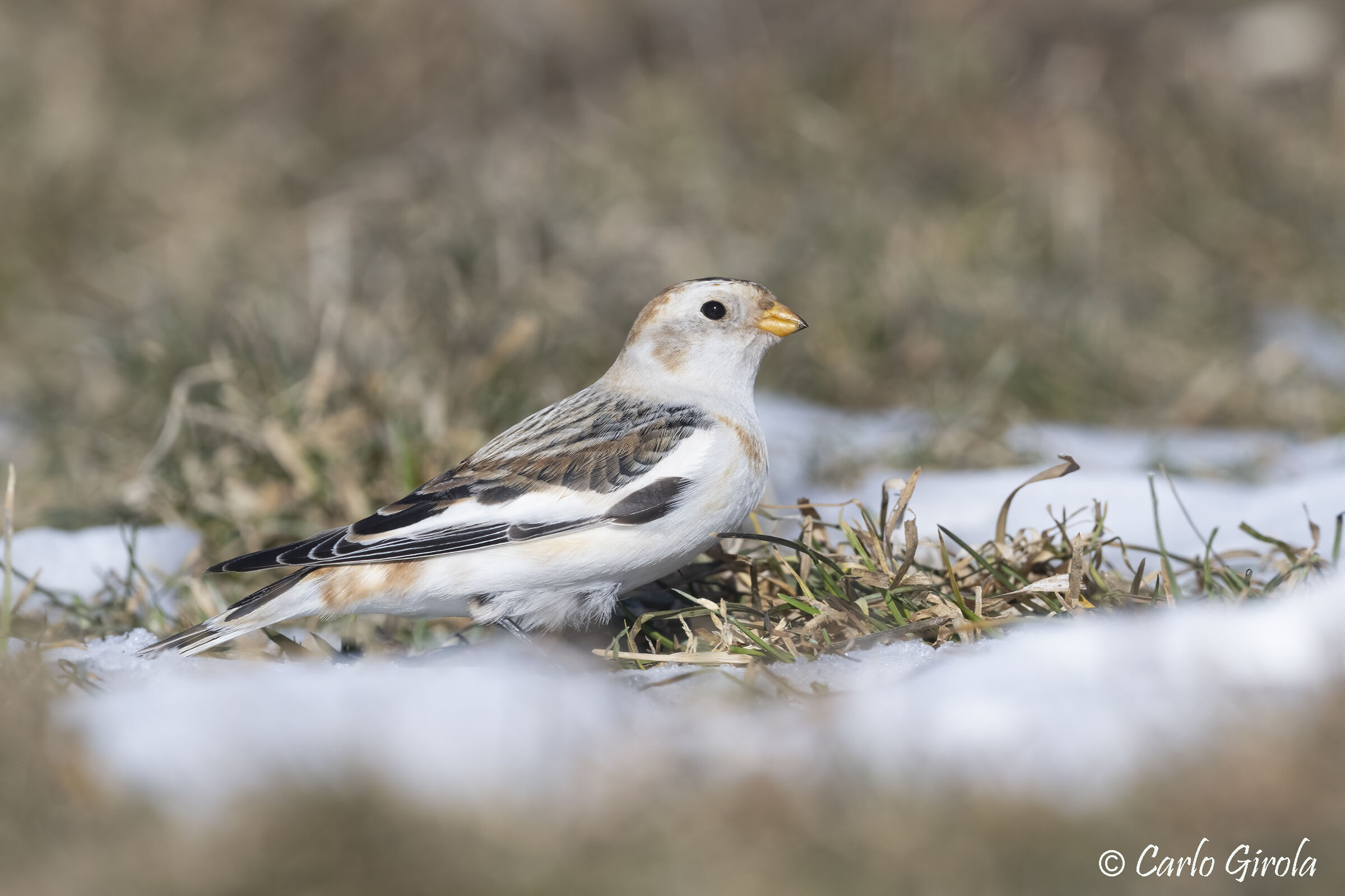 Zigolo delle nevi (Plectrophenax nivalis)