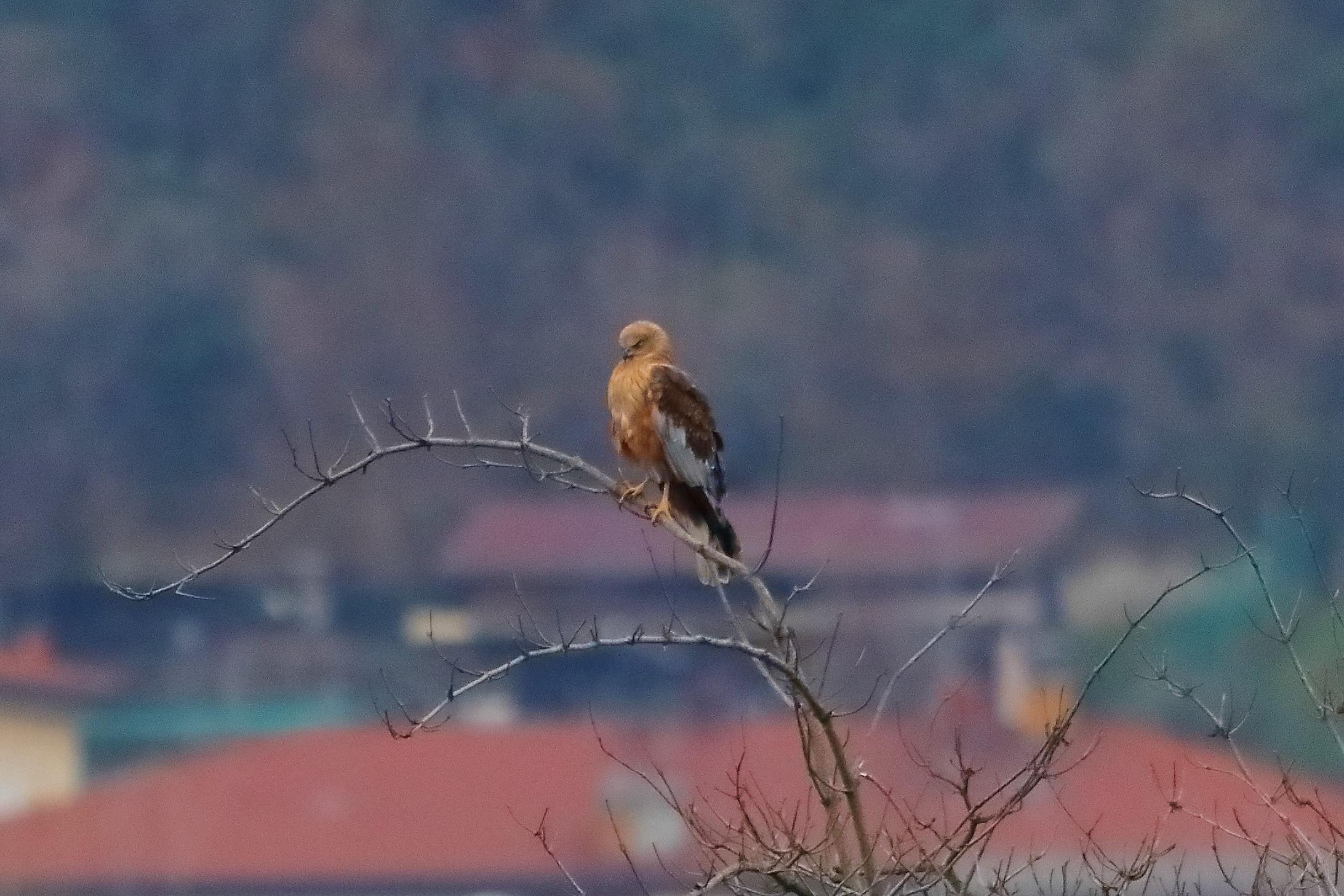 Falco di palude 14-12-2022