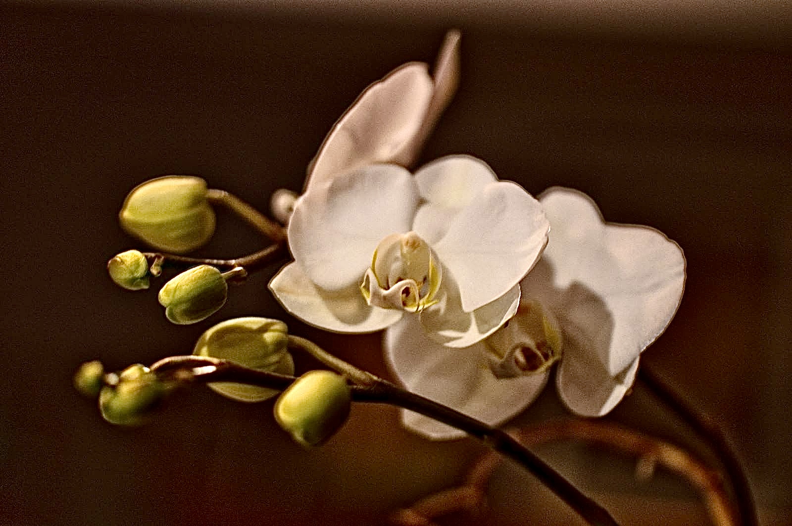 Orchid