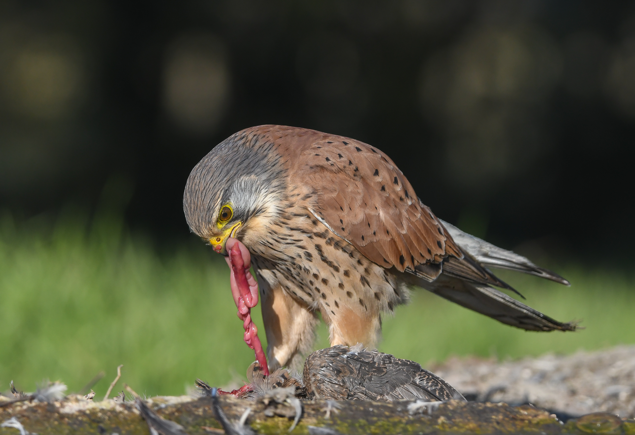 Gheppio con preda