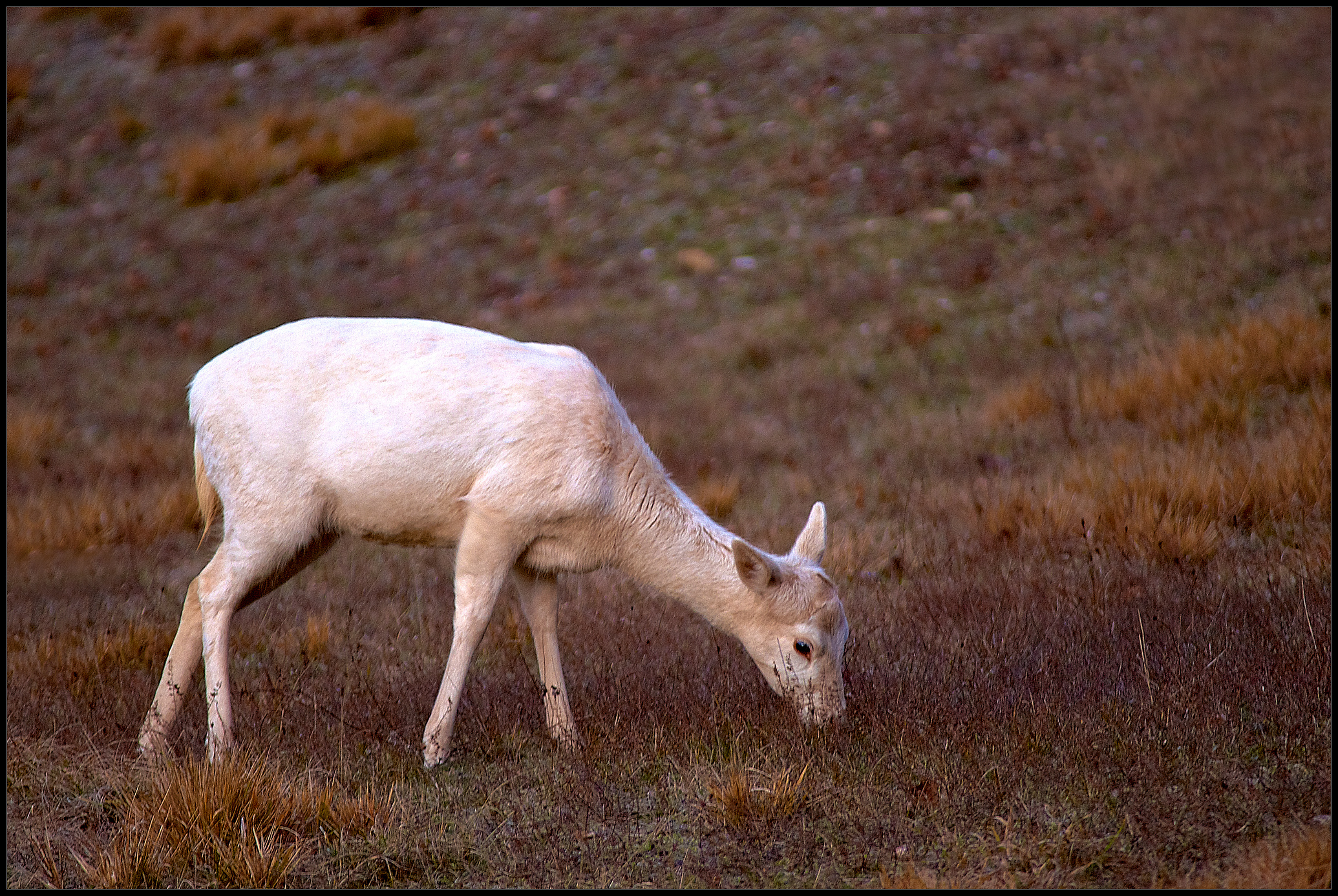 White fallow deer