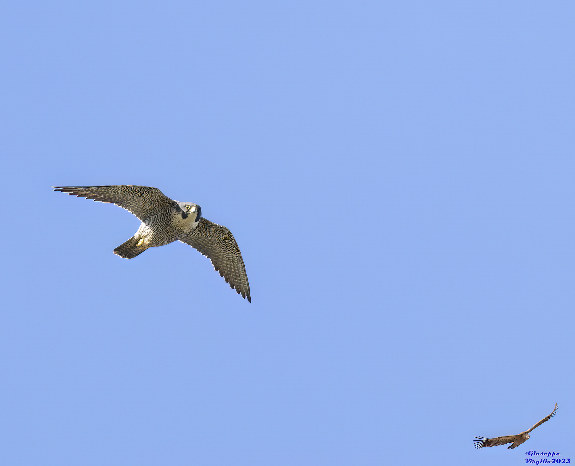 Peregrine Falcon Female (Sardinia) 2023