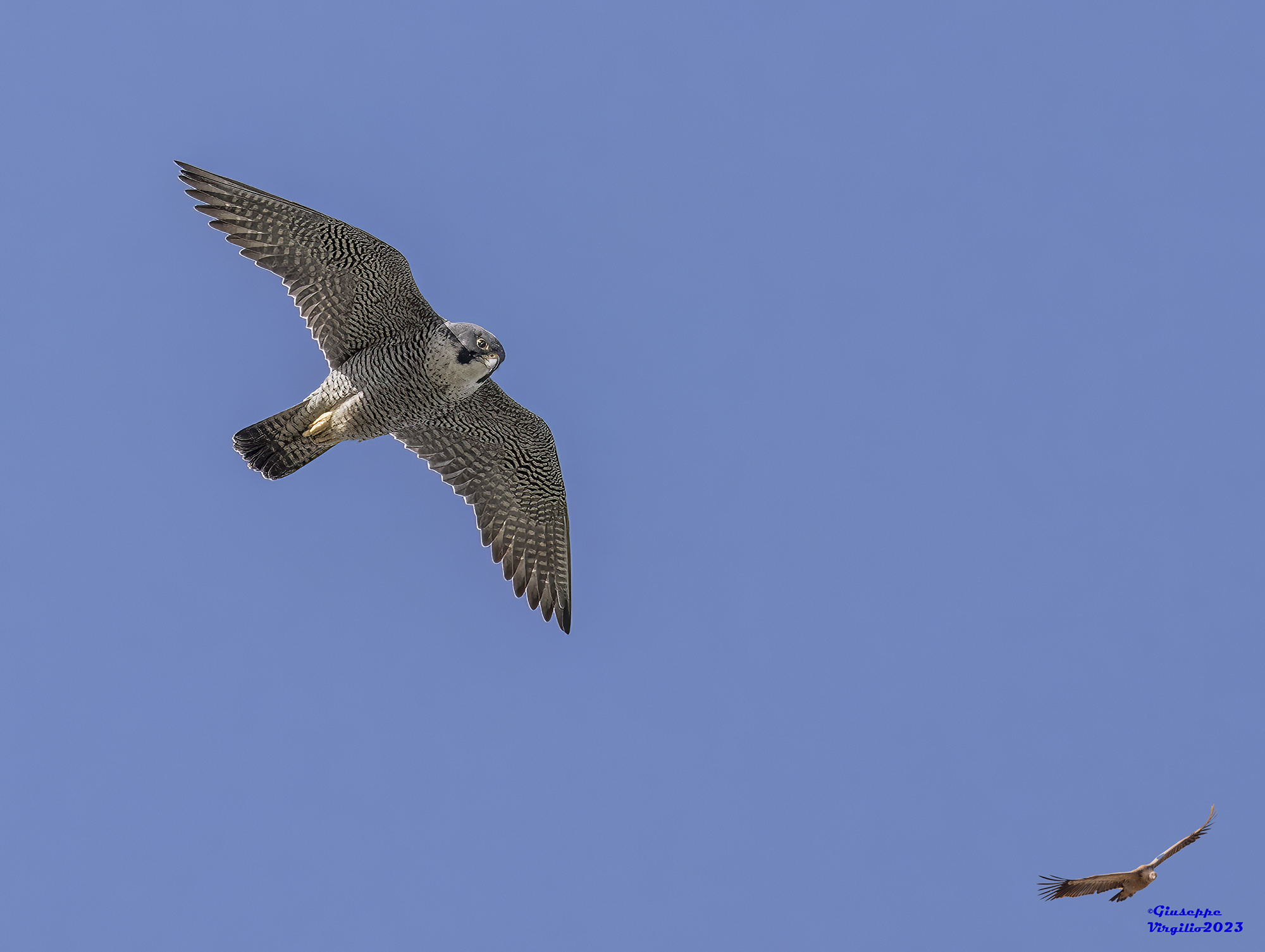 Peregrine Falcon Female (Sardinia) 2023