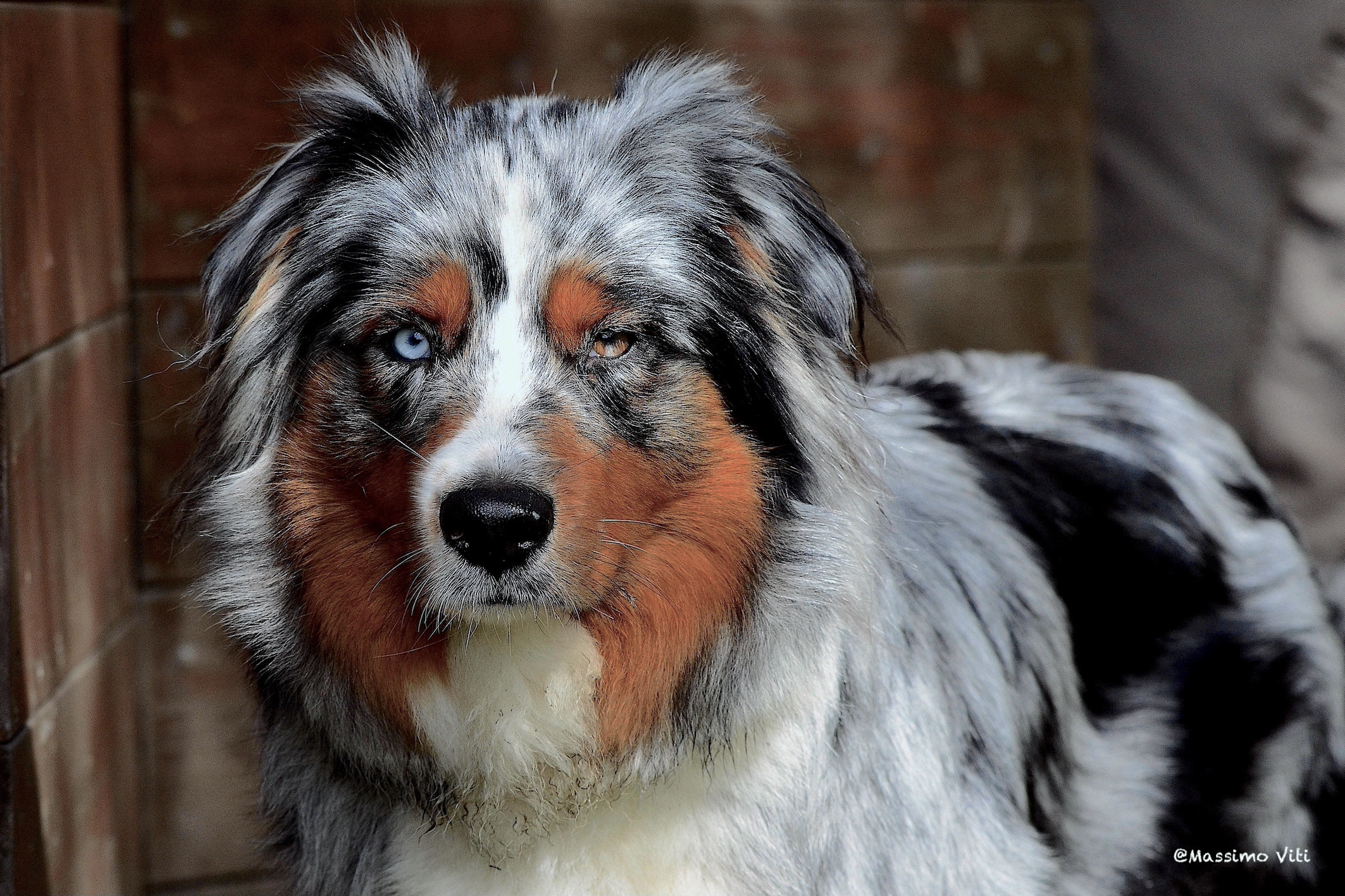 Australian Shepherd