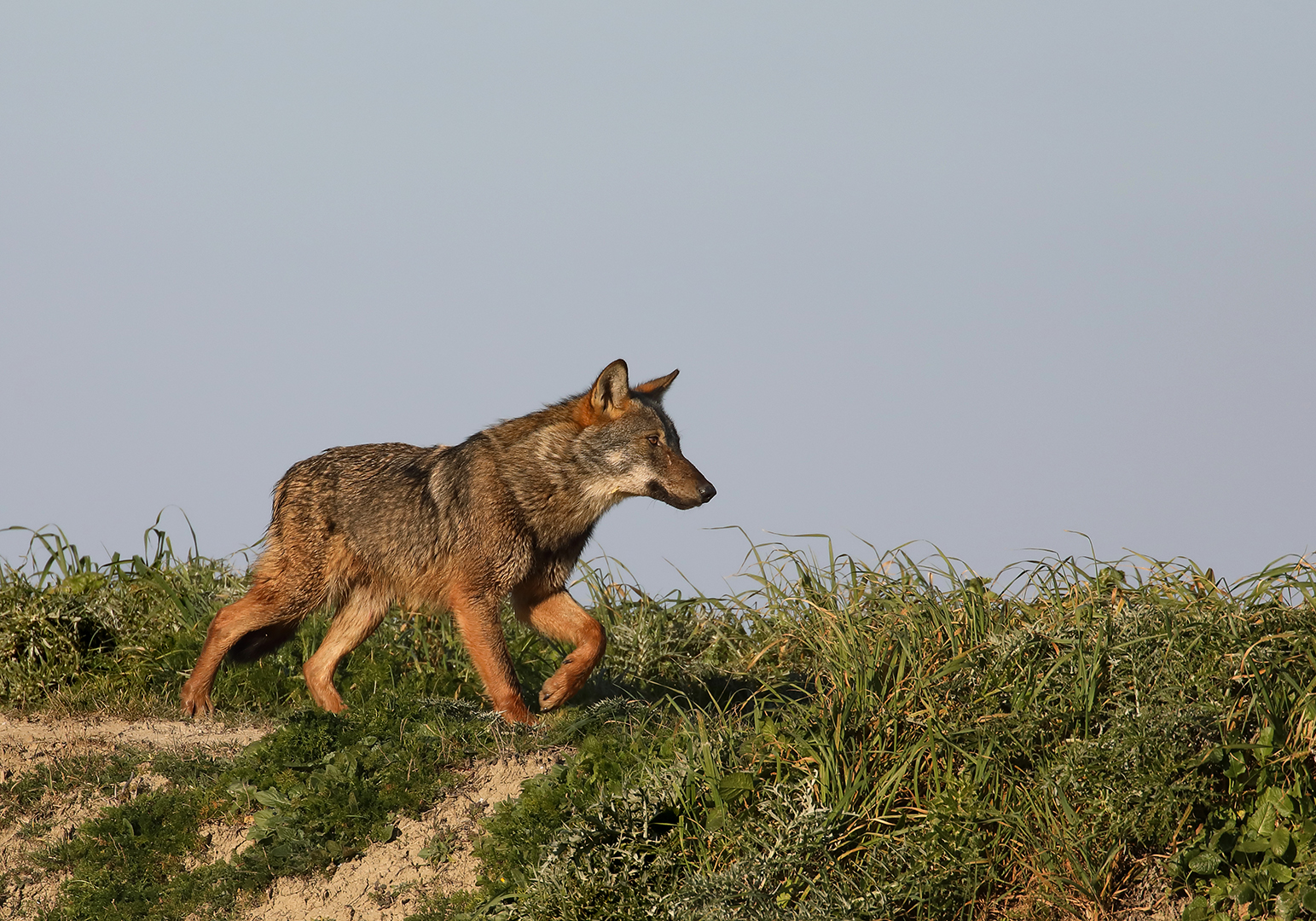 Wolf of the Maremma Park.