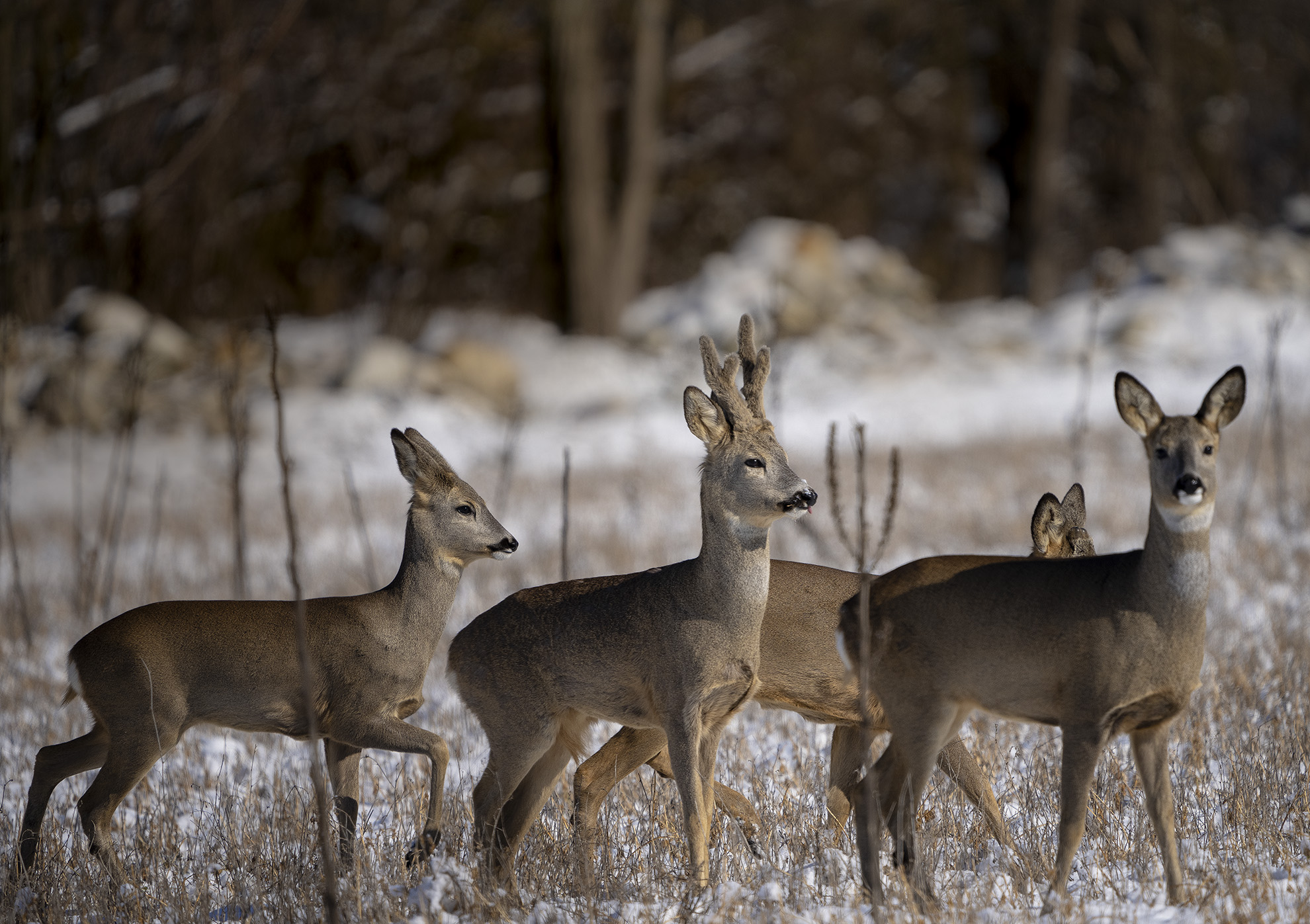 Caprioli nella neve.