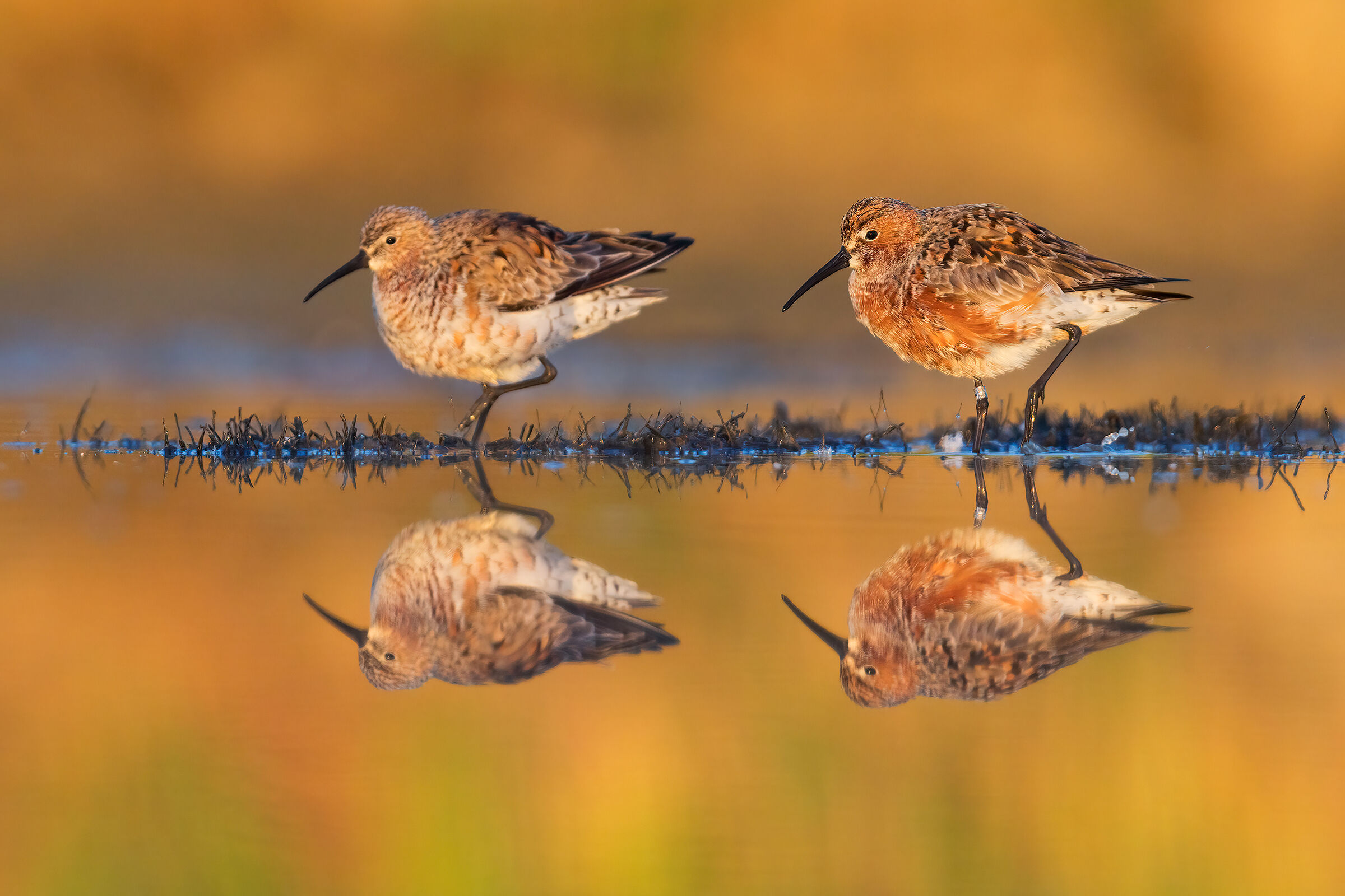 Sandpipers