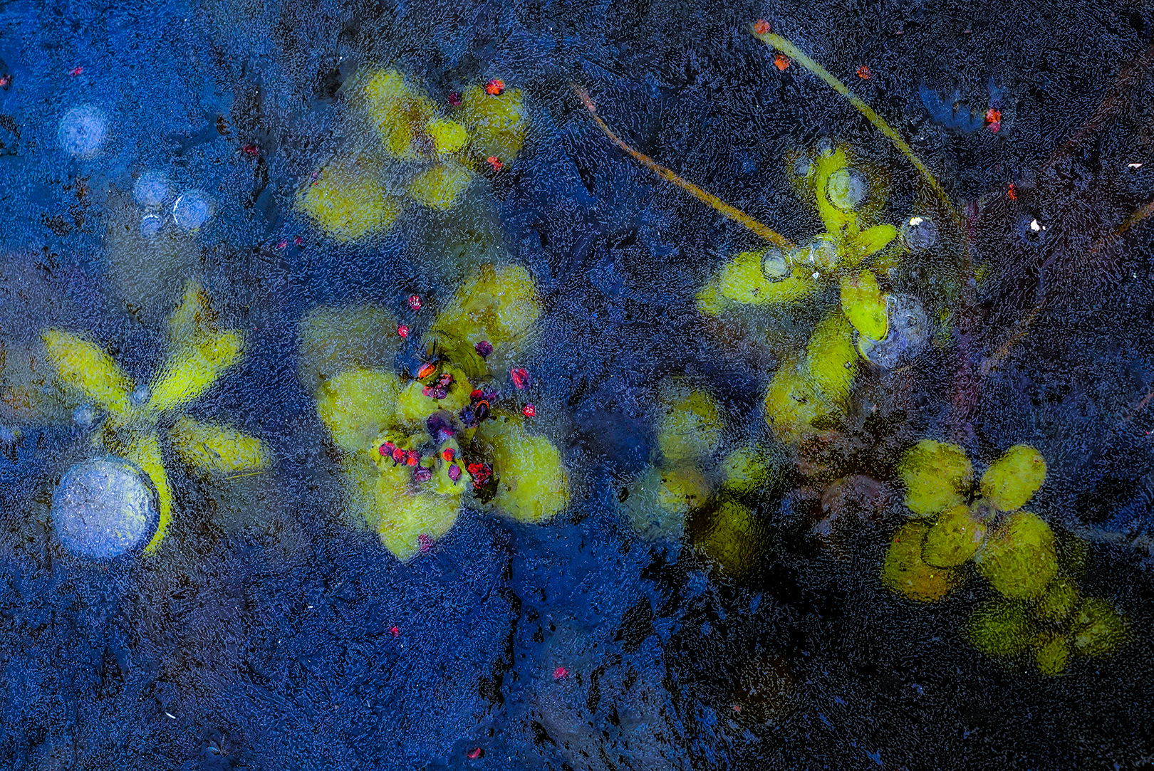 life under ice