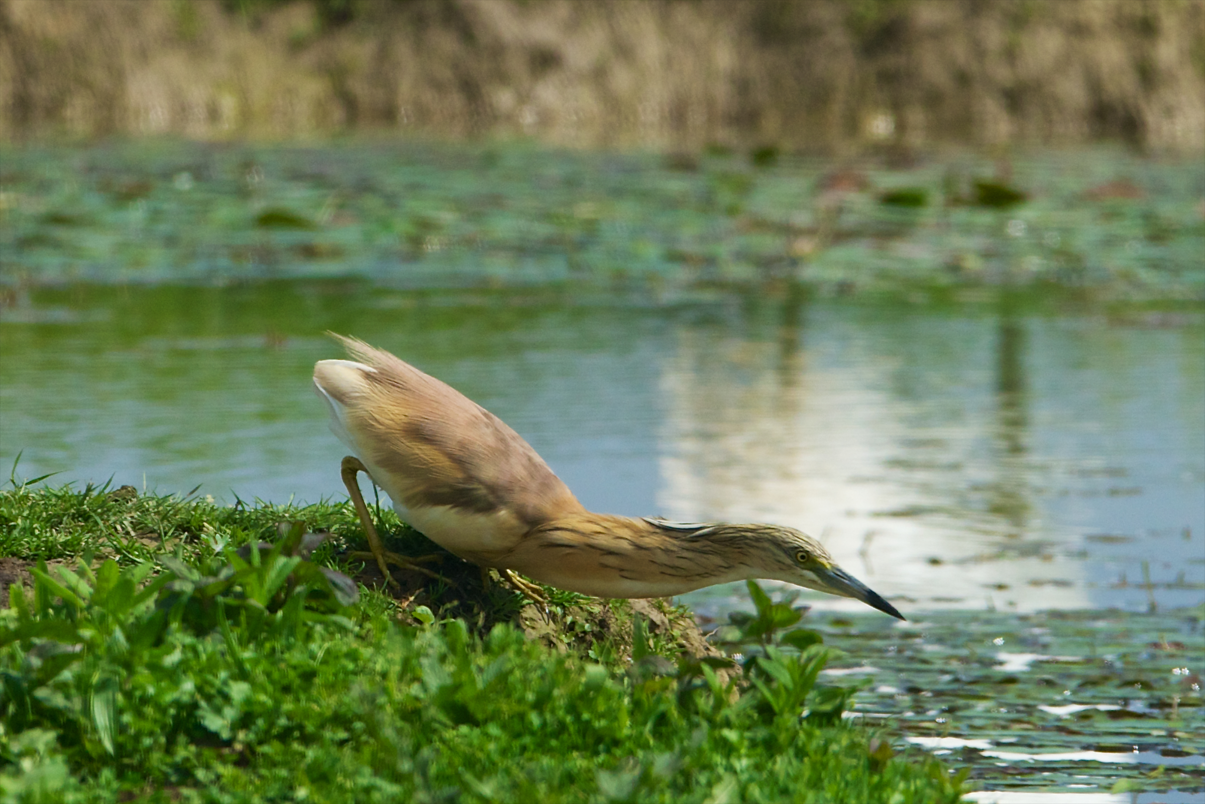 14-20130503 133903b_Sel_Sgarza_ciuffetto