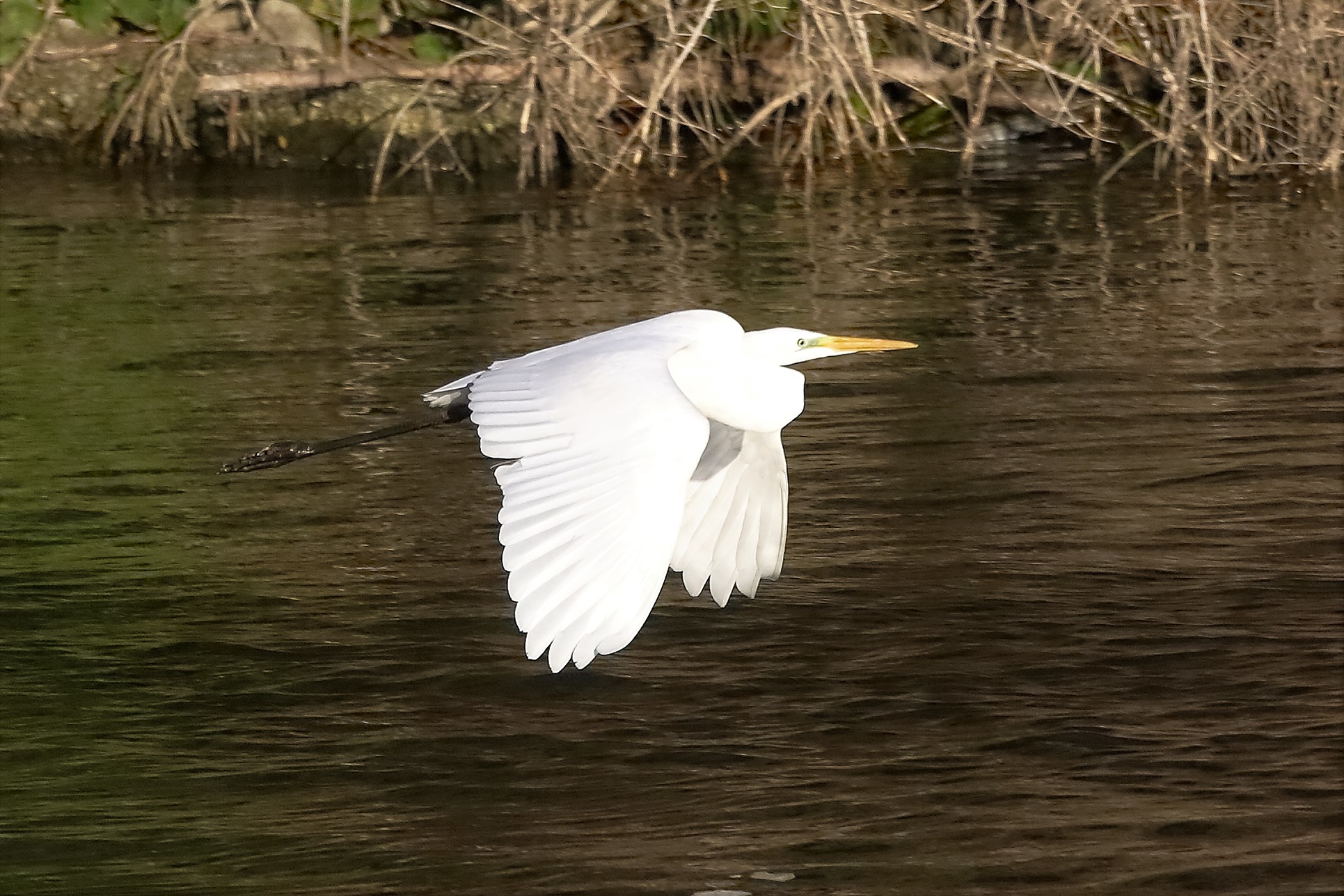 airone BM 18 novembre 2022