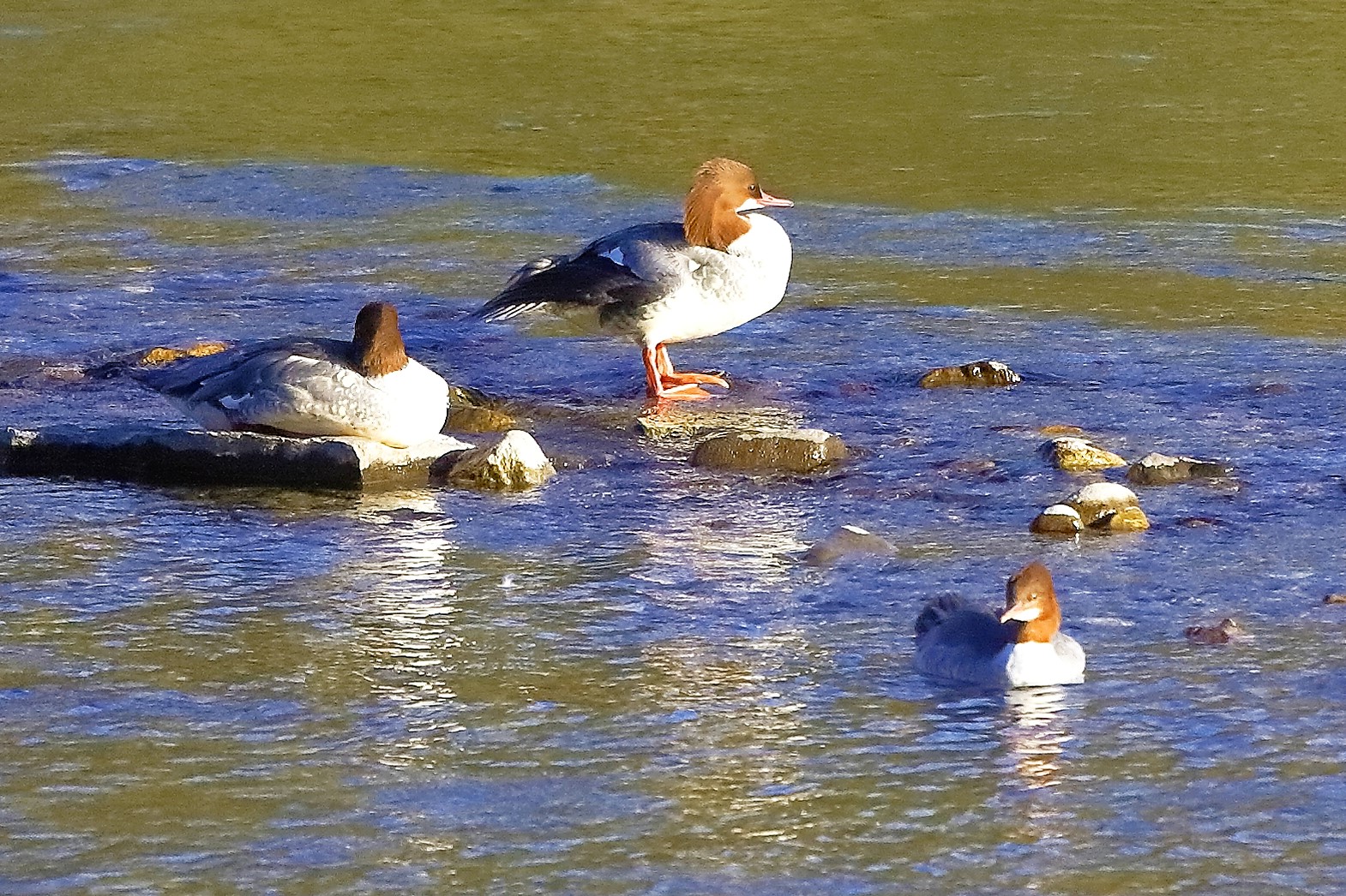 Smerghi 20 novembre 2022