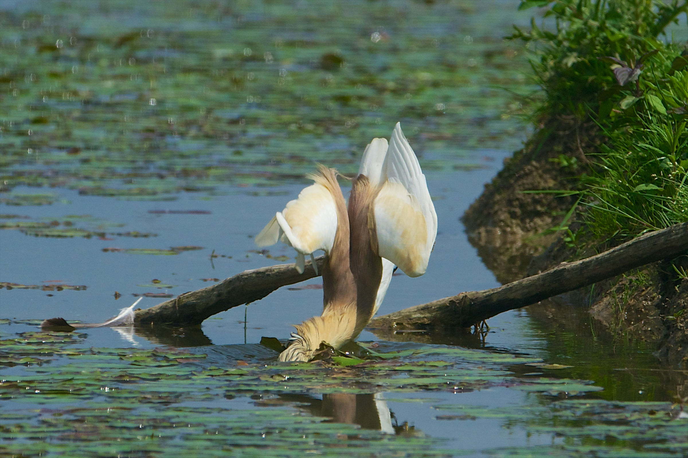 11-20130503 133804b_Sel_Sgarza_ciuffetto